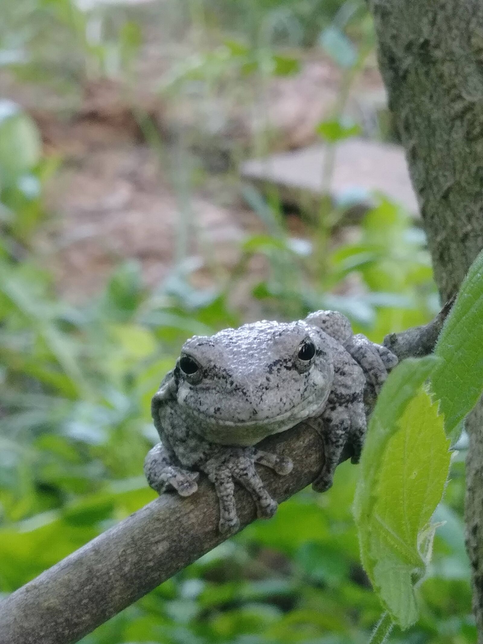 LG STYLO 3 PLUS sample photo. Frog, tree frog, amphibian photography