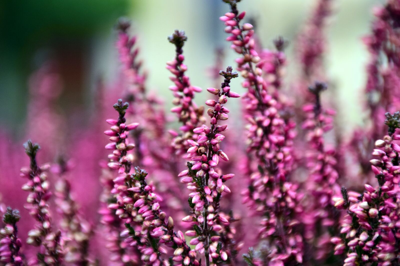Nikon D3300 sample photo. Erika, blossom, bloom photography