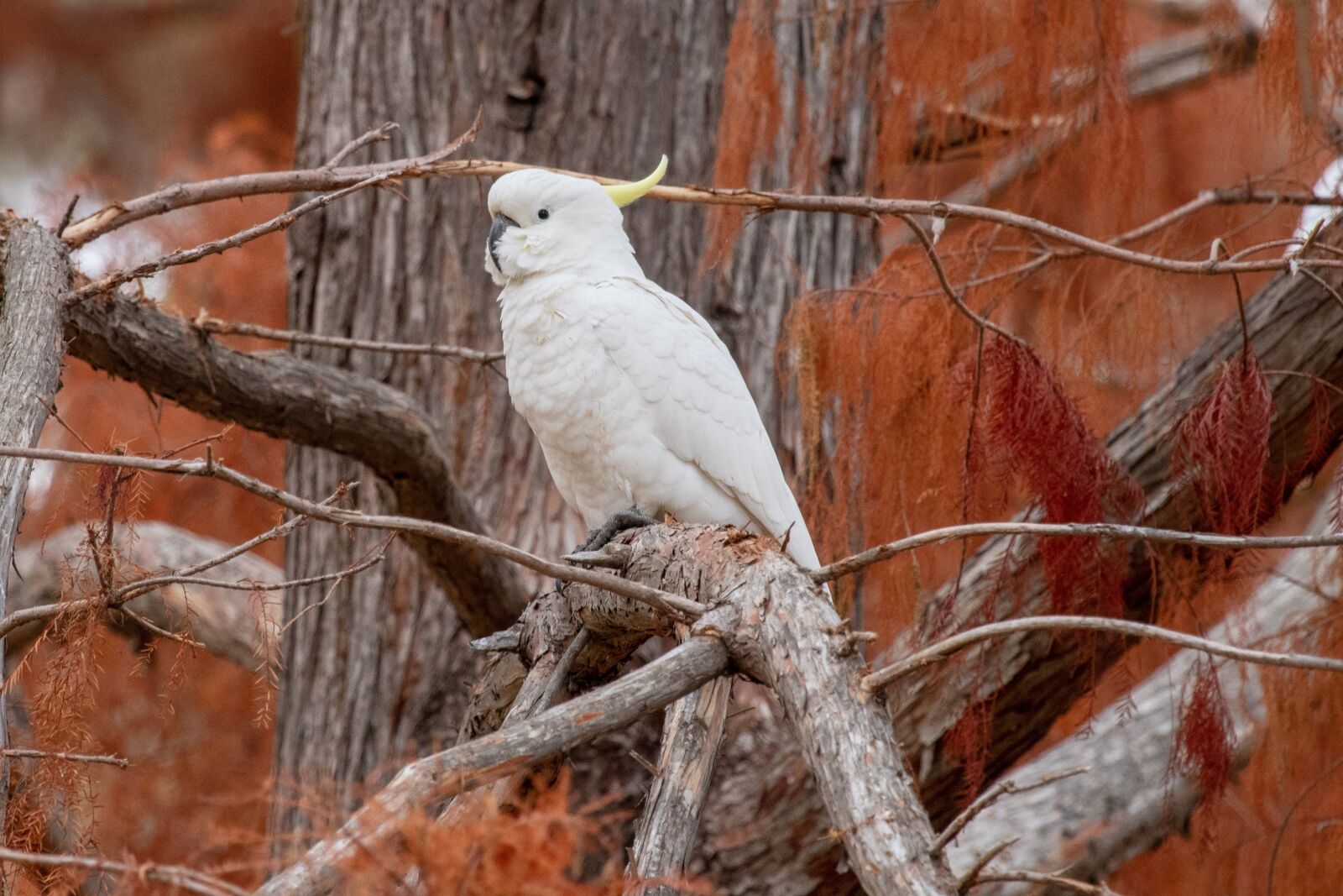 Canon EF 100-400mm F4.5-5.6L IS USM sample photo. Cockatoo, bird, wild photography