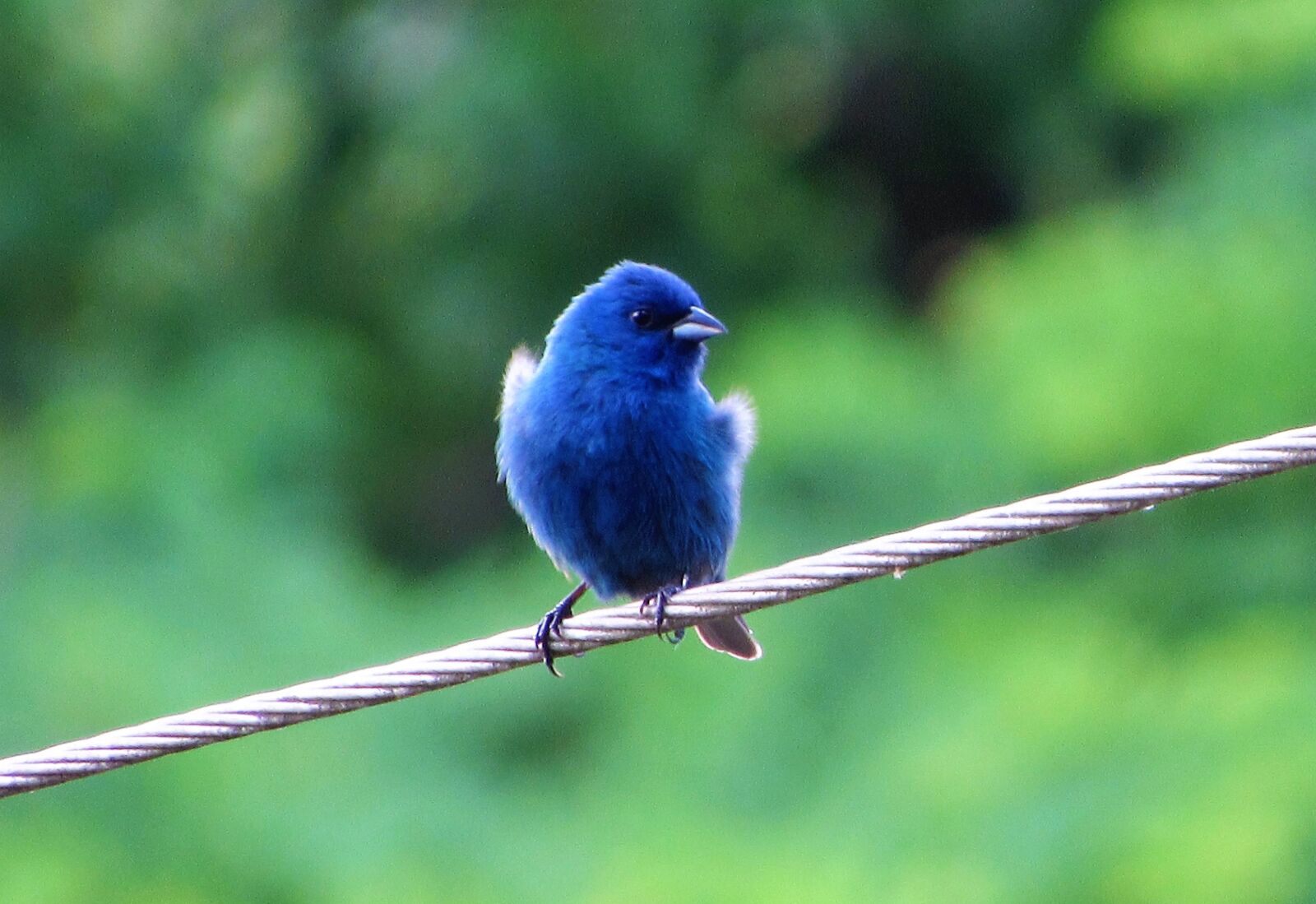 Canon PowerShot SX520 HS sample photo. Blue, bird, avian photography
