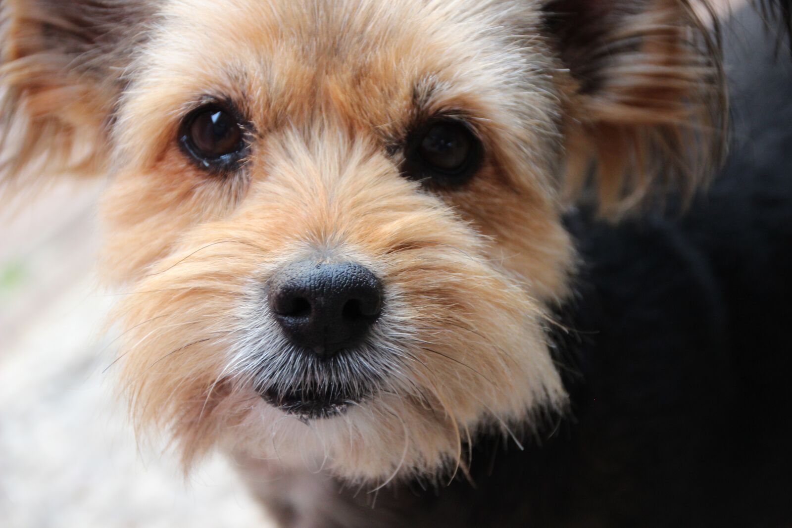 Canon EOS 600D (Rebel EOS T3i / EOS Kiss X5) sample photo. Dog, mix, yorkshire terrier photography