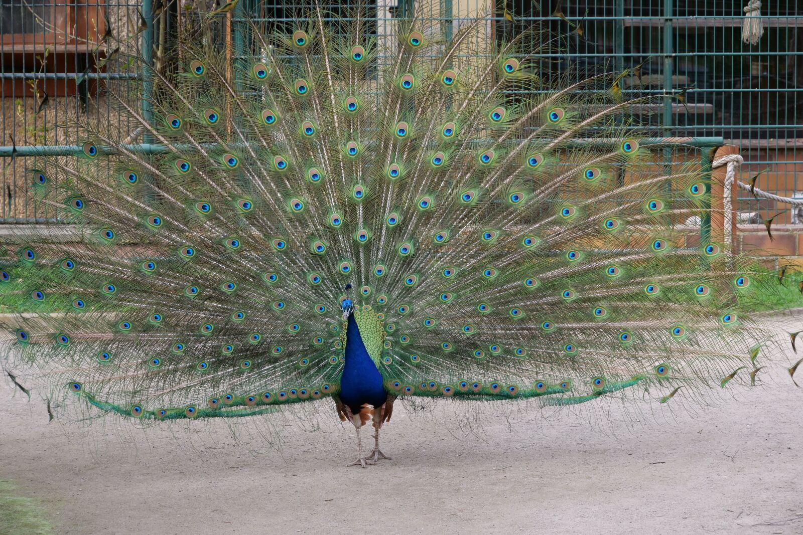 Panasonic Lumix DC-G9 sample photo. Bird, nature, animal photography