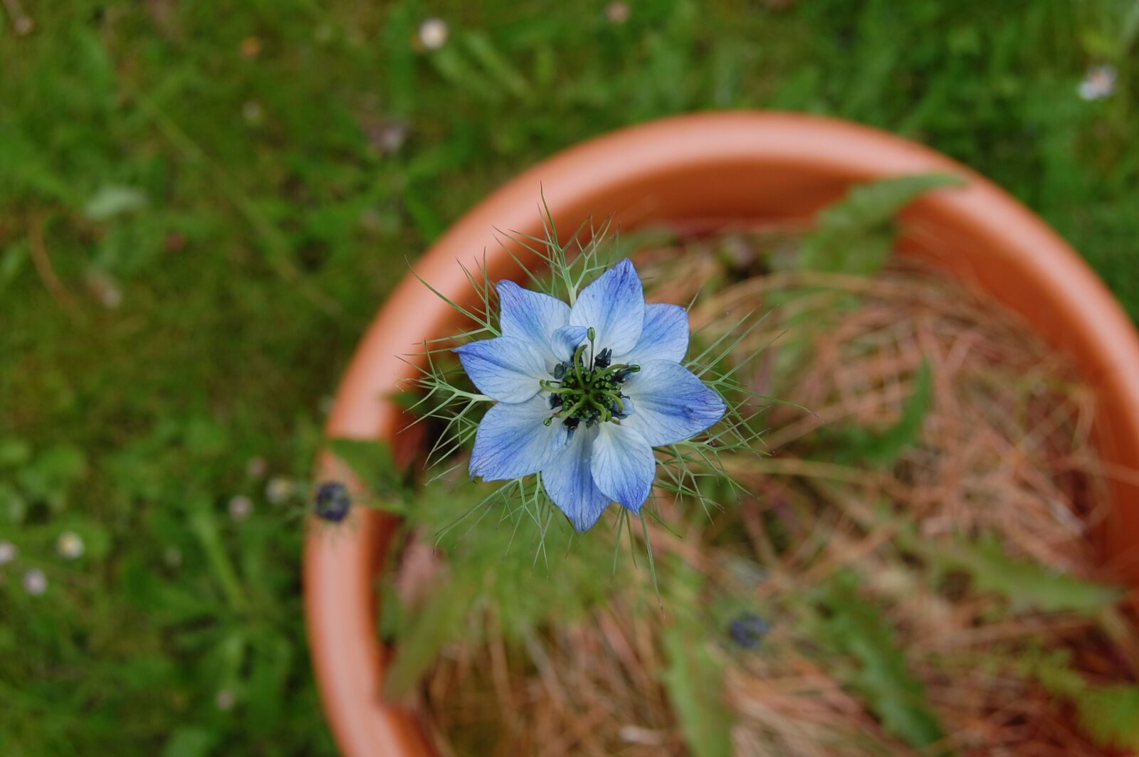 Nikon D40 sample photo. Flower, blue, nigella photography