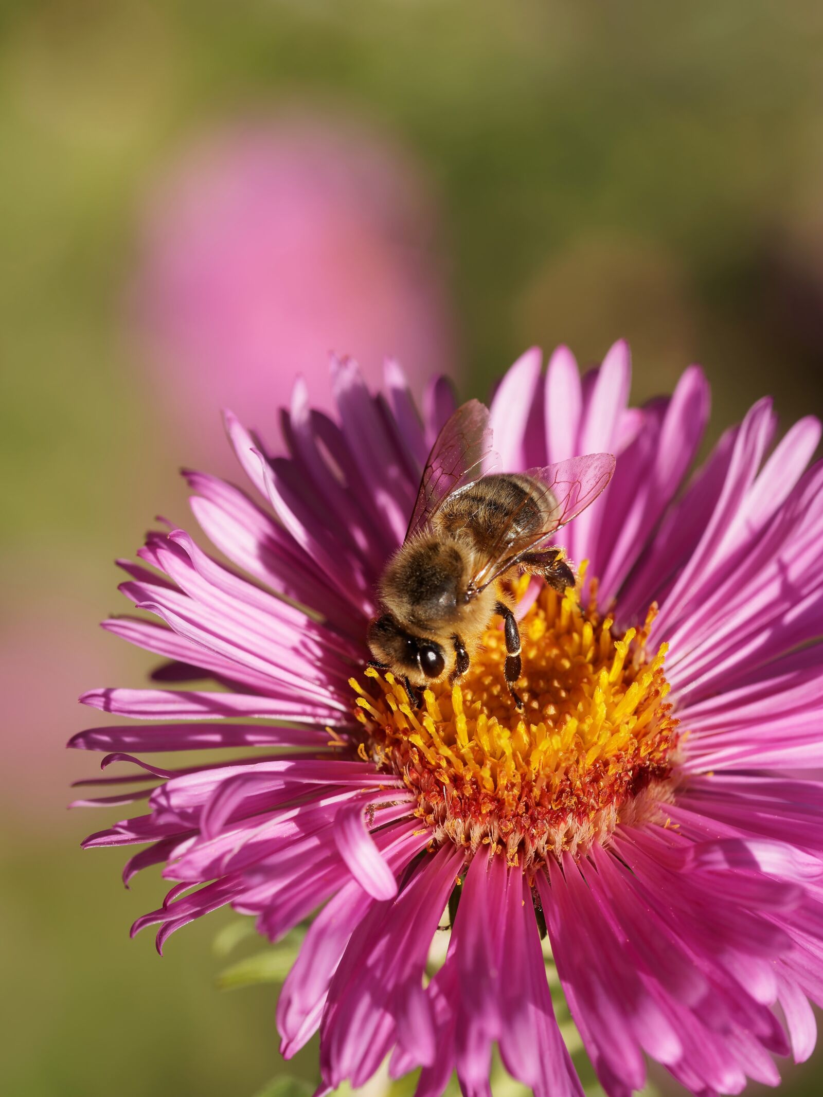 Olympus M.Zuiko Digital ED 60mm F2.8 Macro sample photo. Bee, aster, nectar photography