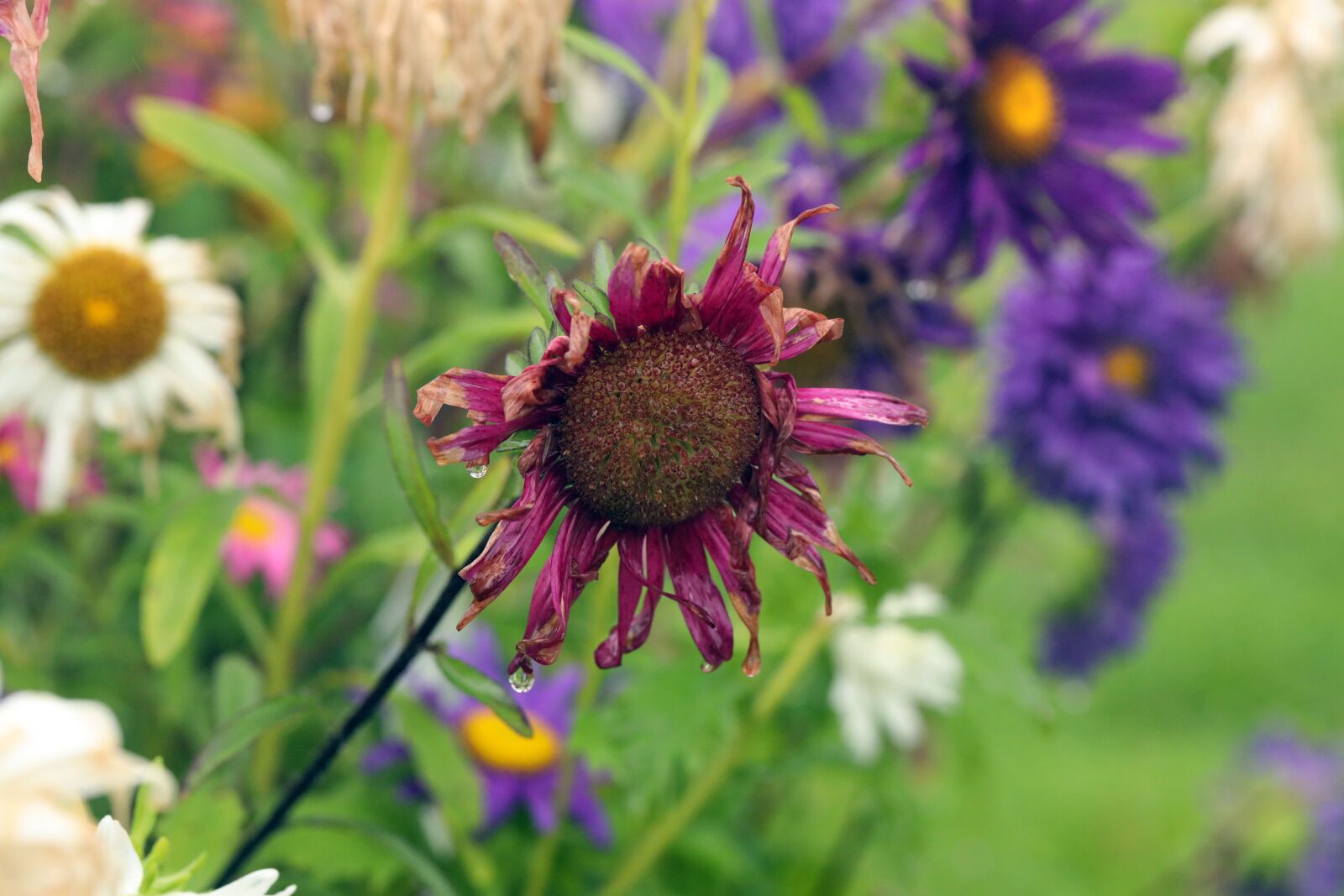 Canon EF 100mm F2.8L Macro IS USM sample photo. Flower, autumn, nature photography