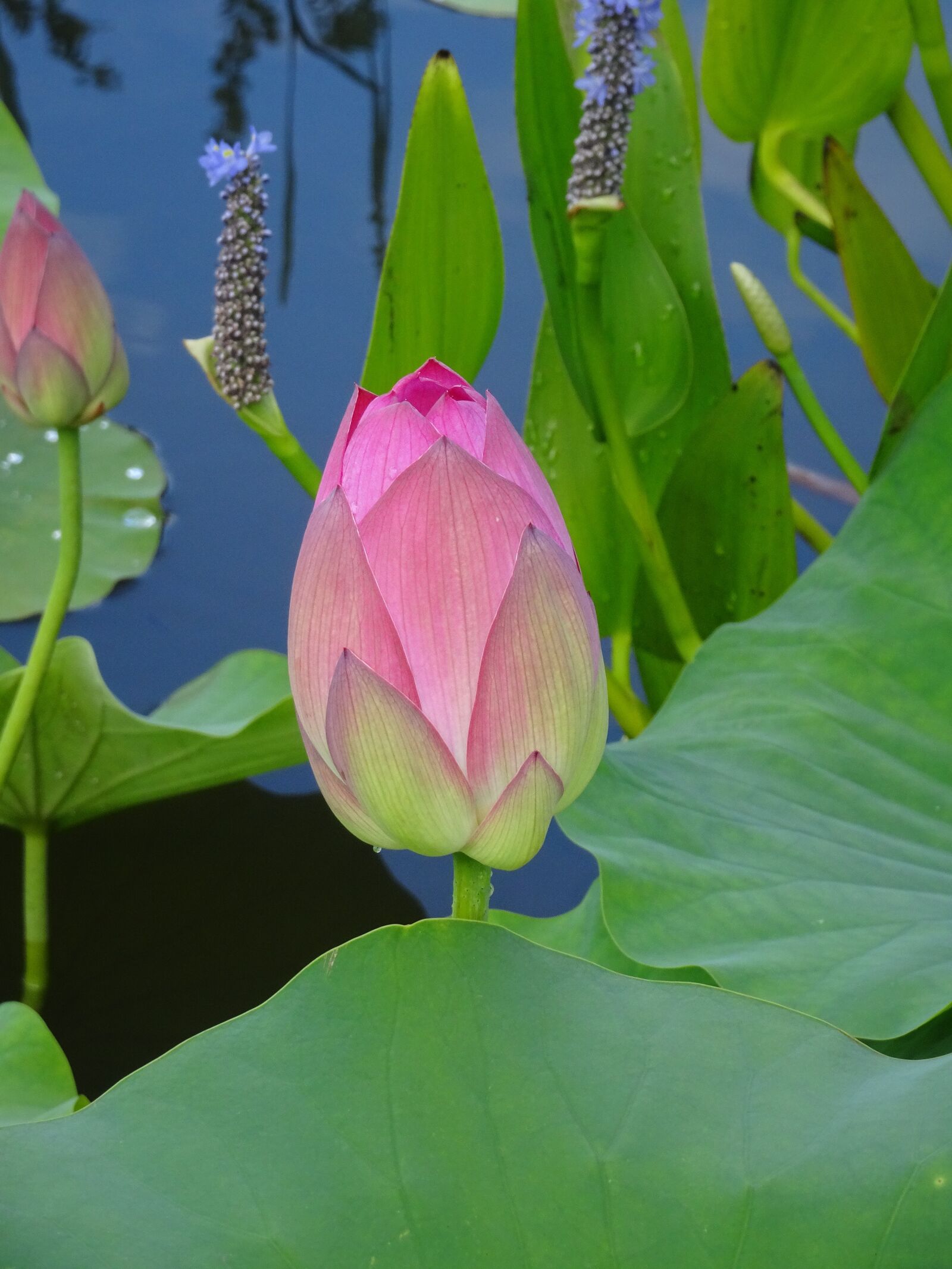 Sony Cyber-shot DSC-HX90V sample photo. Water garden, lotus, color photography