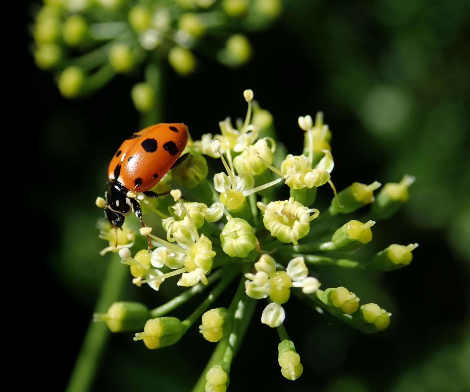 Olympus TG-5 sample photo. Ladybird, insect, parsley flower photography