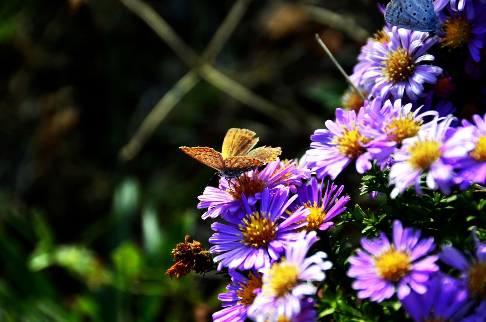 Nikon D5100 sample photo. Nature, flower, plant photography