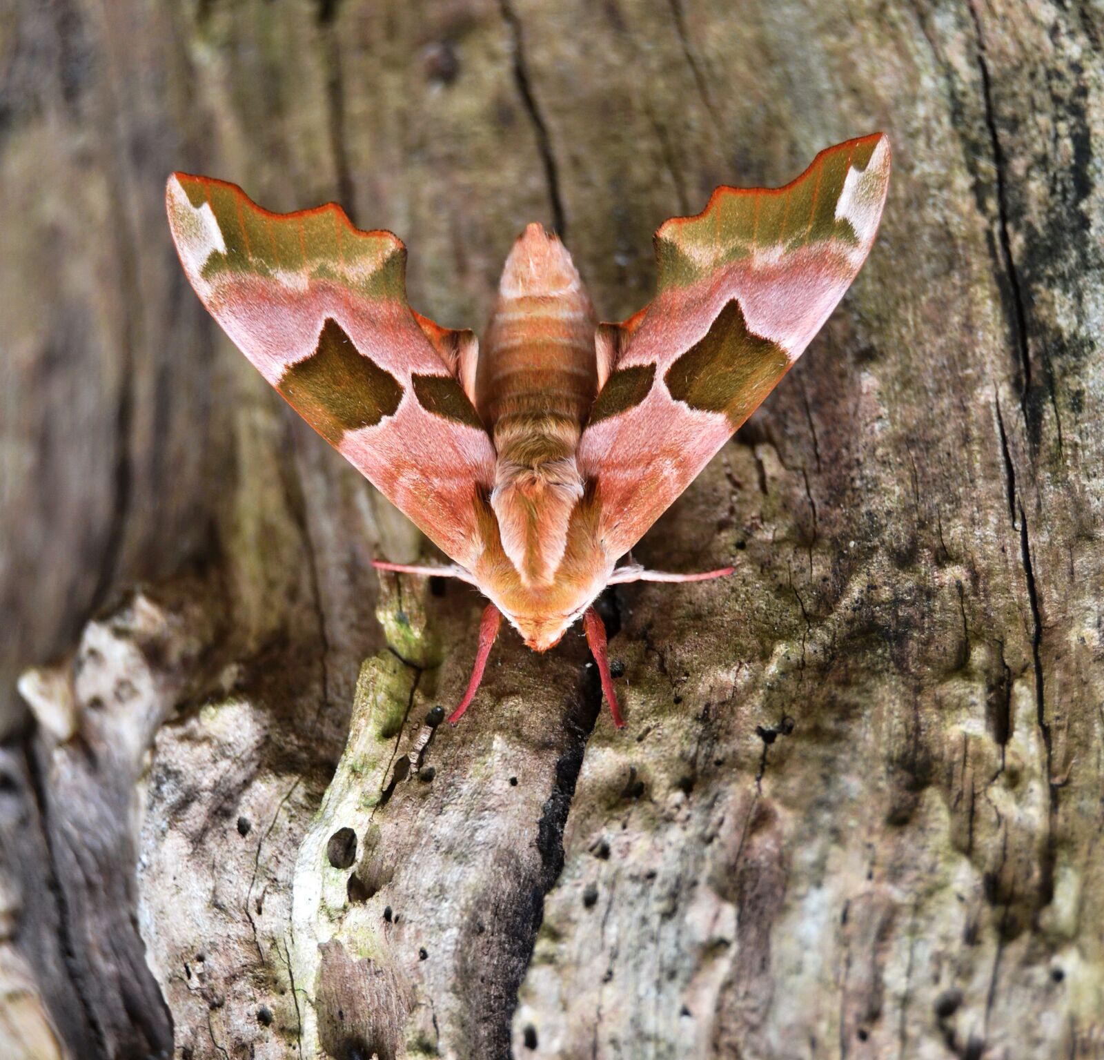 Nikon D3100 sample photo. Butterfly, wood, tree photography
