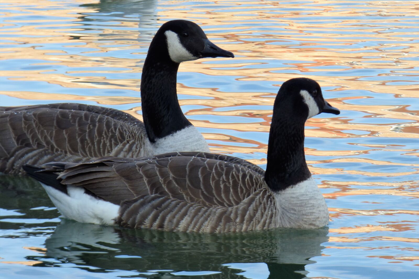 Panasonic DMC-FZ72 sample photo. Waterfowl, palmiped, canada goose photography