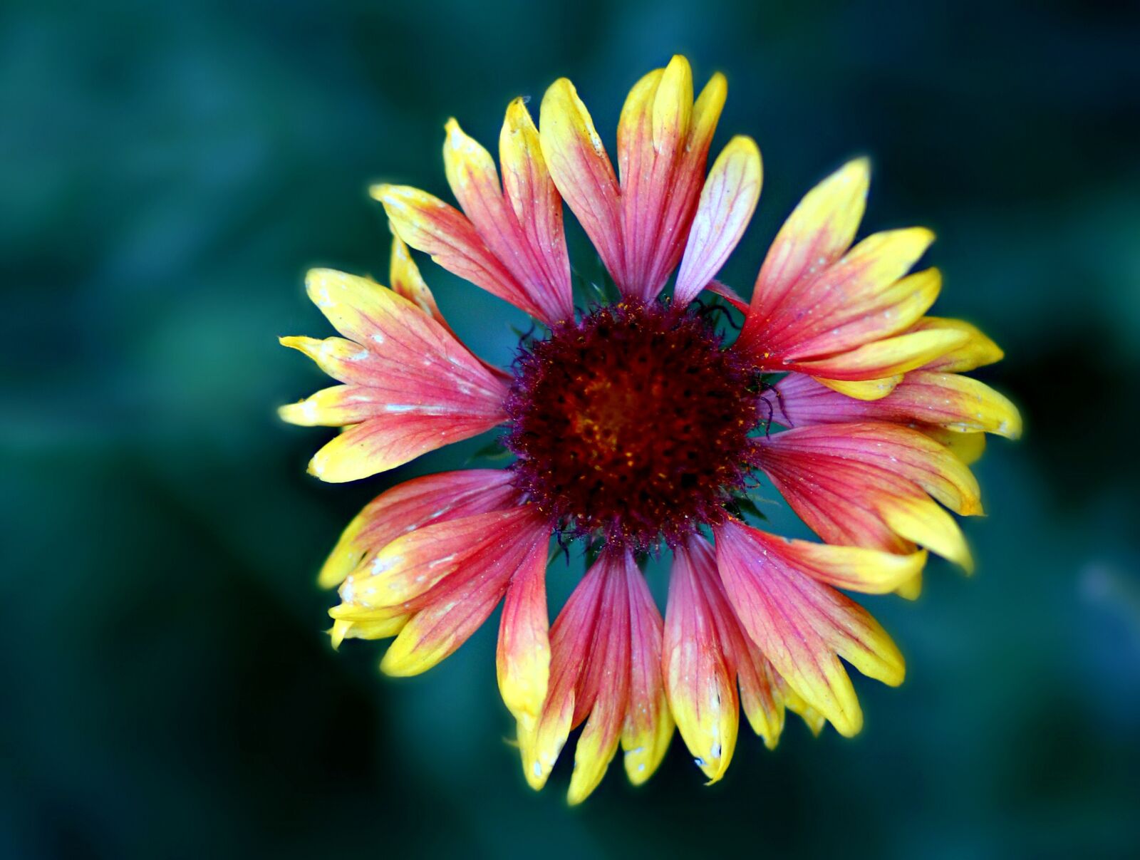 Canon EOS 700D (EOS Rebel T5i / EOS Kiss X7i) + Canon EF 85mm F1.8 USM sample photo. Daisy, flower, red photography