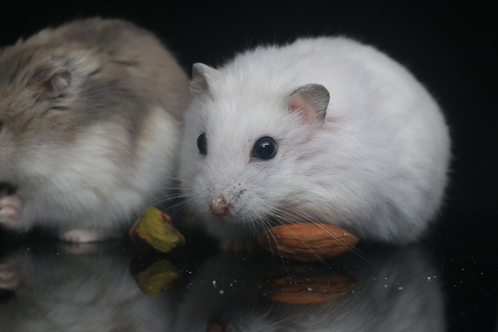 Canon EOS 70D sample photo. Hamster, pets, small animals photography