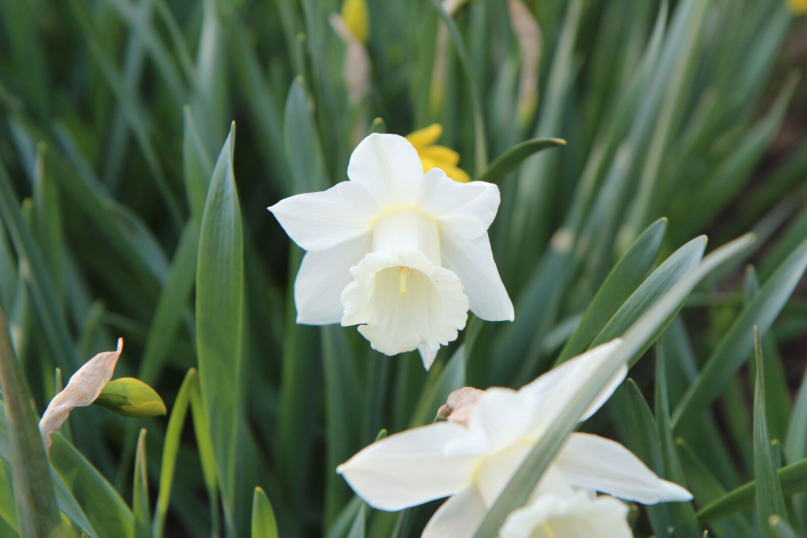 Canon EOS 600D (Rebel EOS T3i / EOS Kiss X5) sample photo. Narcissus, narcissus white, spring photography
