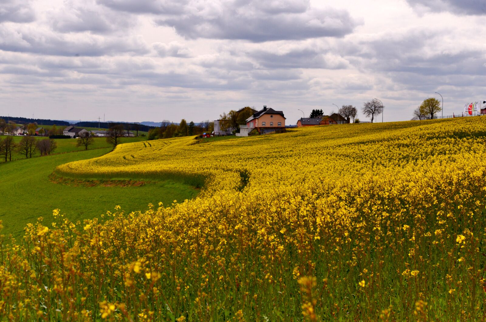 Nikon D600 sample photo. Landscape, rapeseed, yellow photography