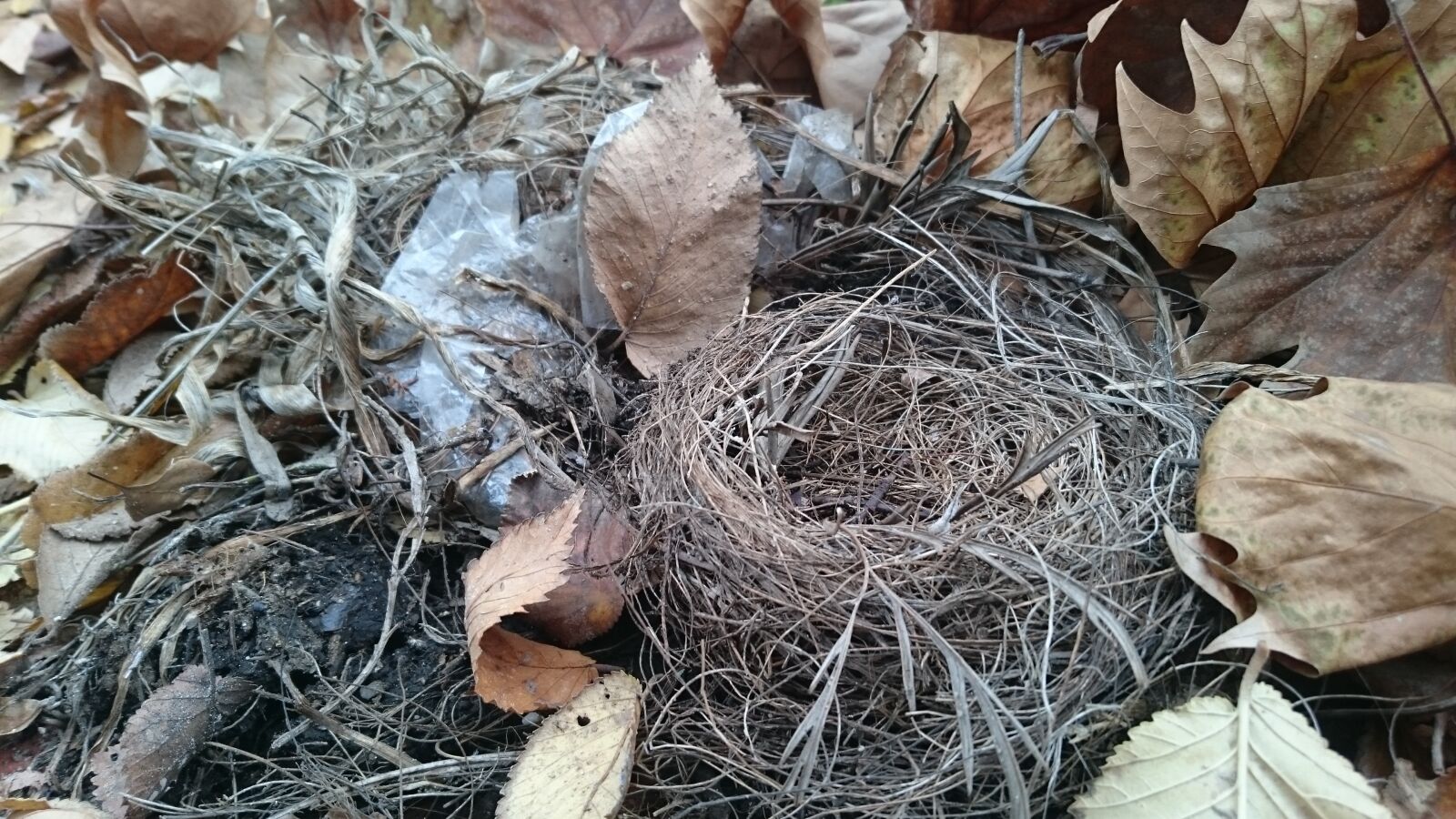 Sony Xperia Z3 Compact sample photo. Nest, leaves, gutter photography