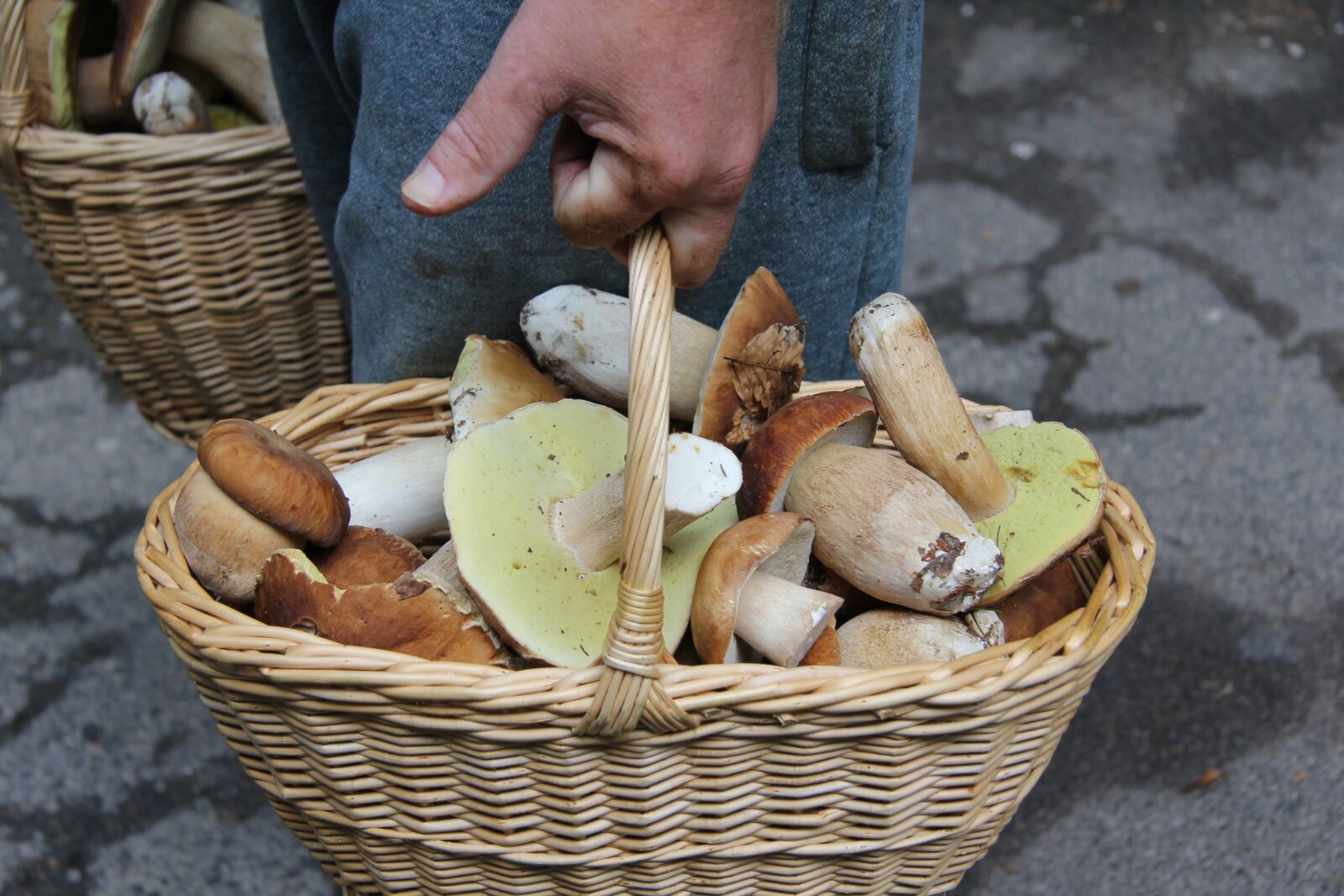 Canon EF-S 17-85mm F4-5.6 IS USM sample photo. Sponge, boletus, cart photography