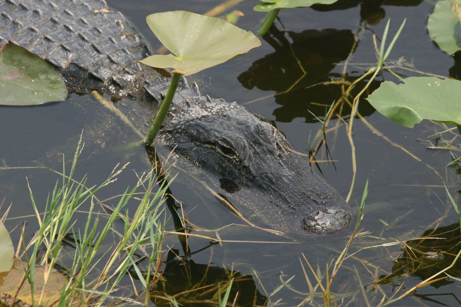 Canon EOS 400D (EOS Digital Rebel XTi / EOS Kiss Digital X) sample photo. Alligator, florida, everglades photography
