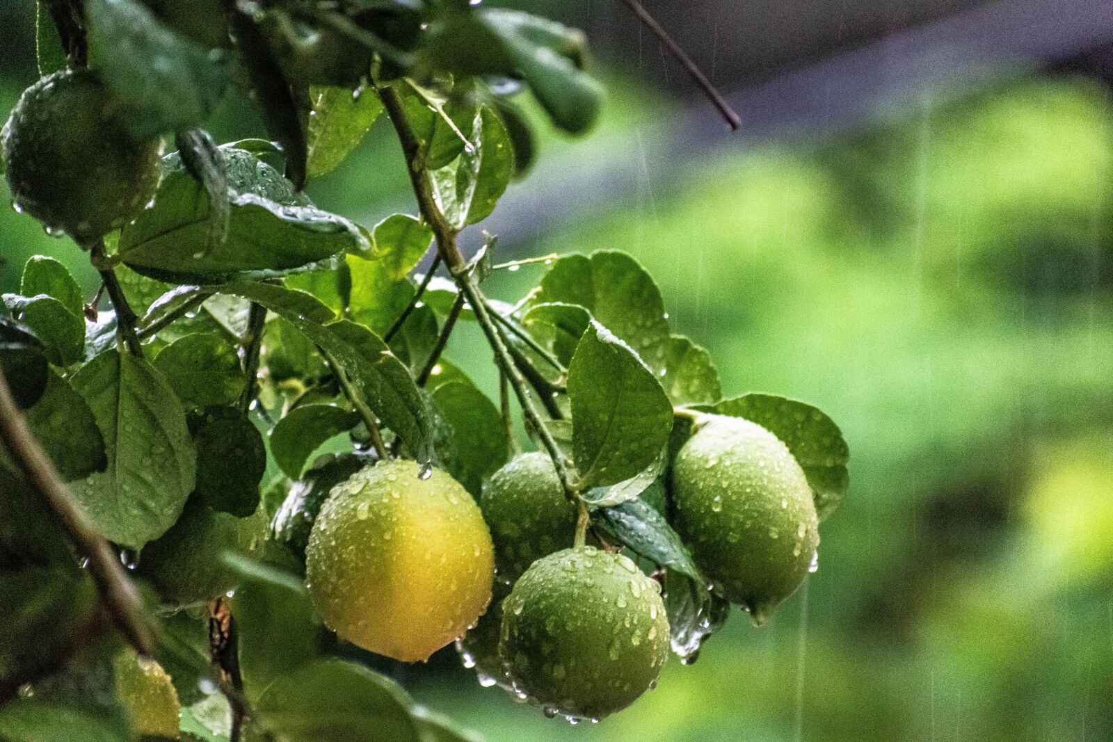Nikon D3300 sample photo. Raining, rains, water photography