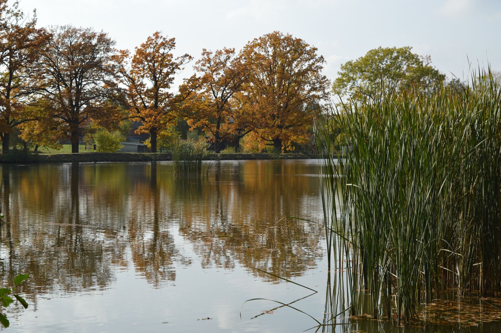 Nikon D3200 sample photo. Autumn, nature, foliage photography