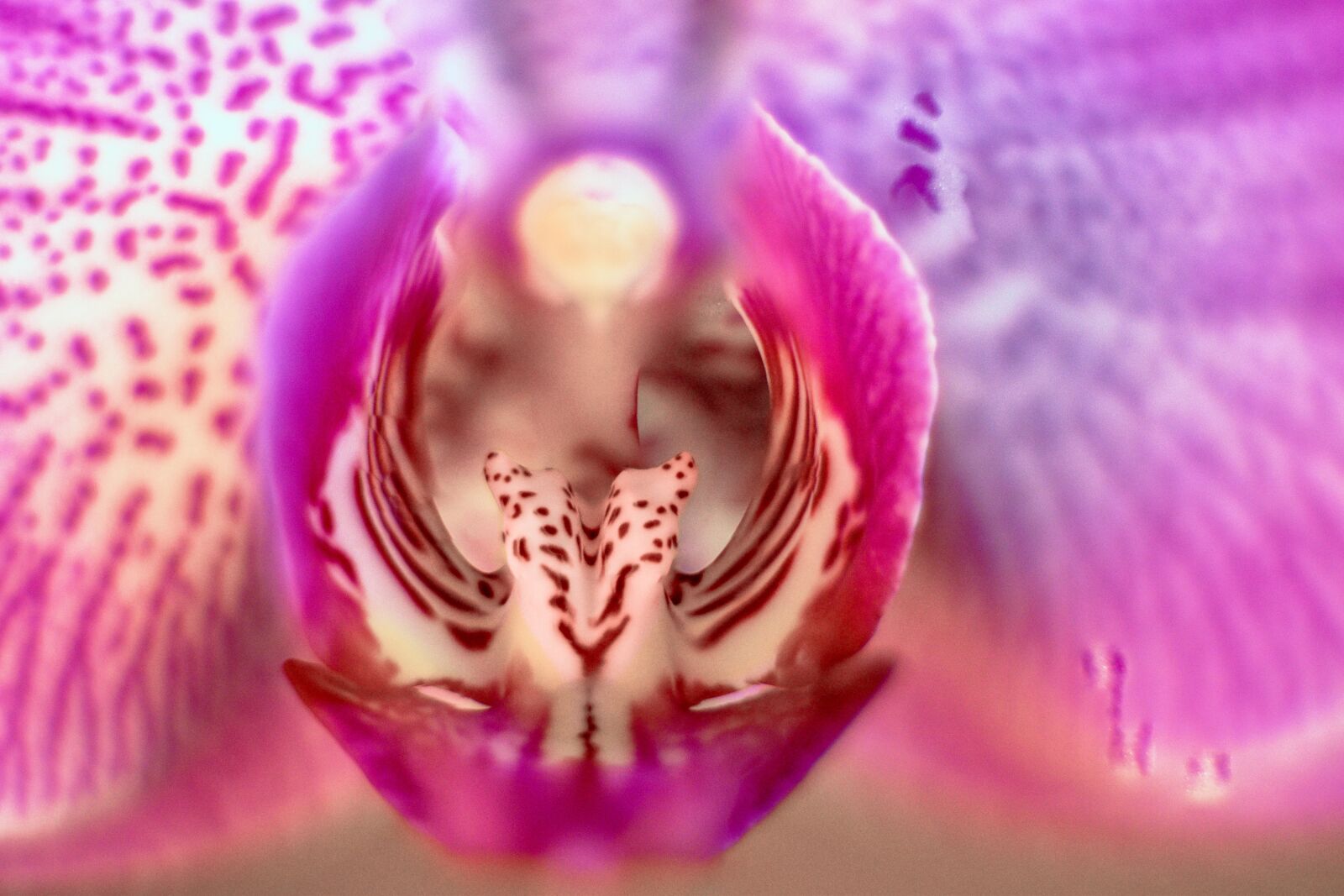 Nikon D5600 sample photo. Orchid, flower, macro photography
