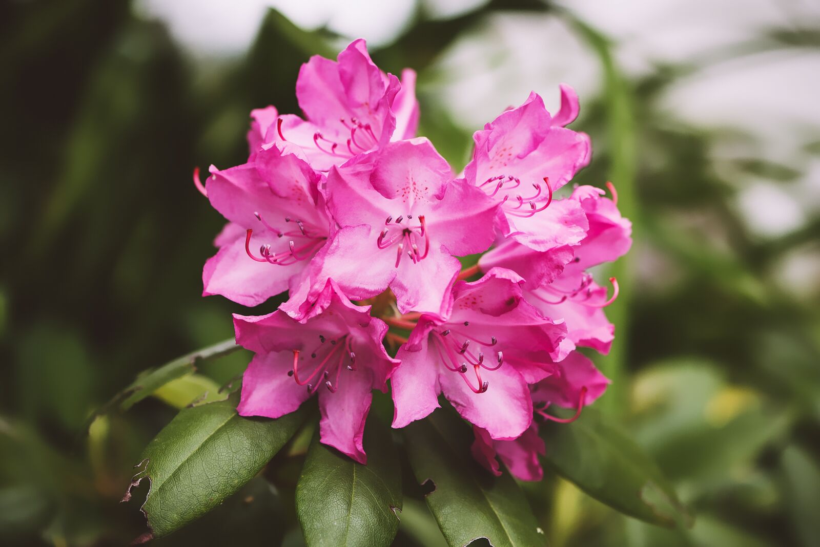 Nikon D750 sample photo. Rhododendron, plant, blossom photography