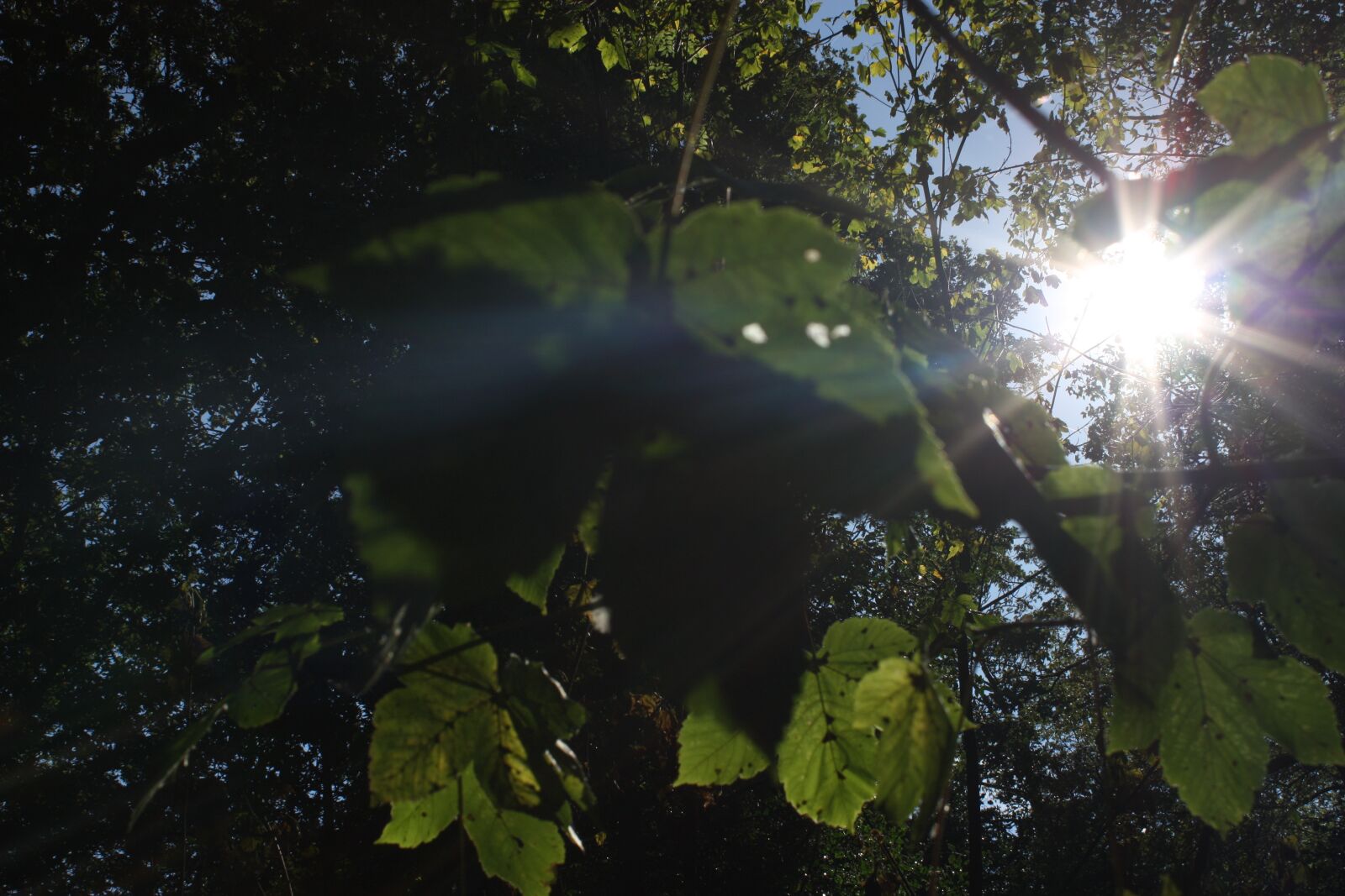 Canon EOS 450D (EOS Rebel XSi / EOS Kiss X2) sample photo. Leaves, leaf, sunlight photography