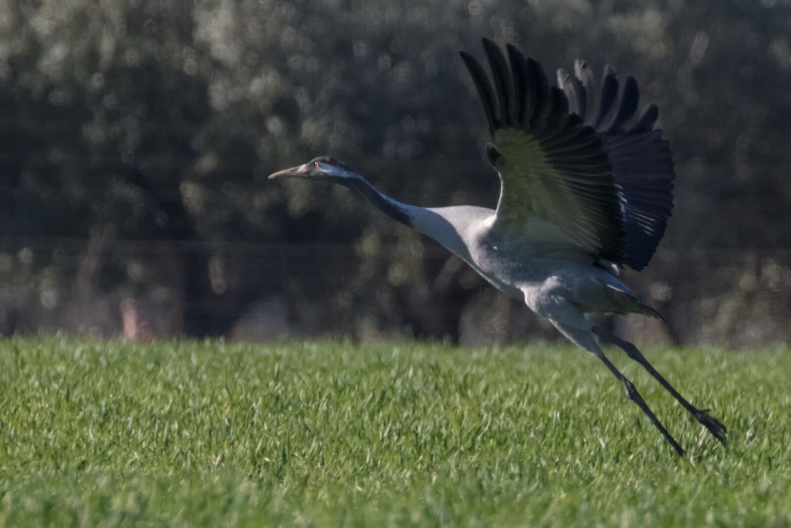 Canon EOS 7D Mark II sample photo. Spain, extremadura, common crane photography