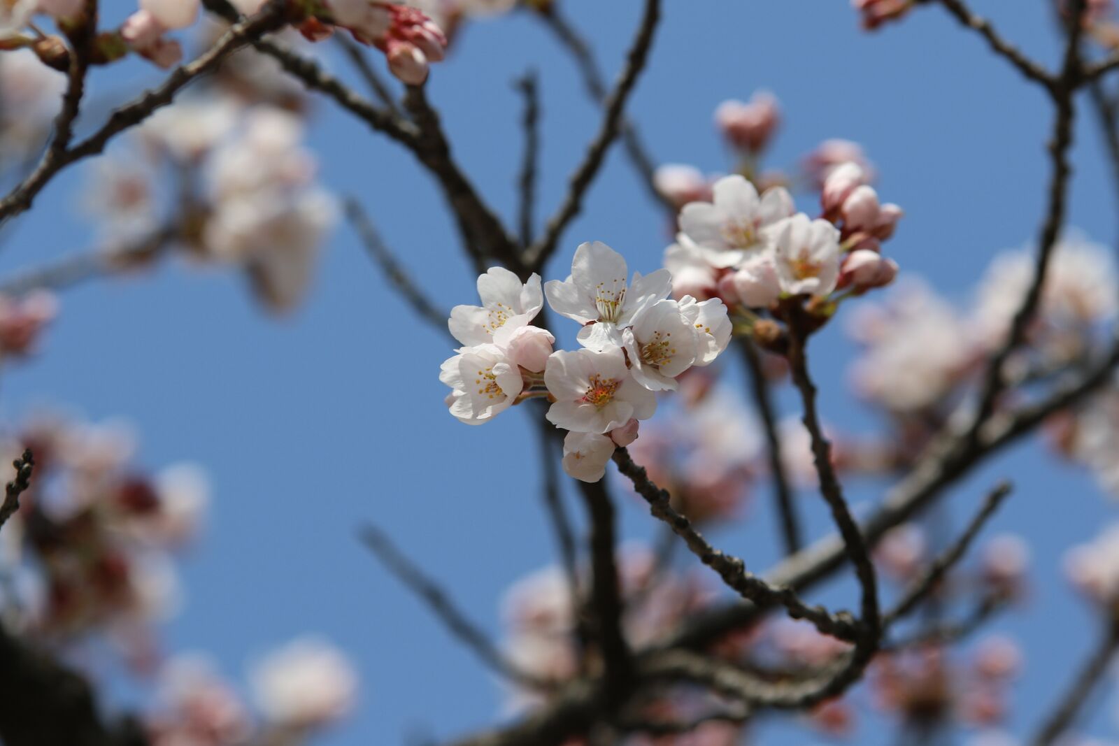 Canon EOS 7D Mark II sample photo. Spring, nature, spring flowers photography