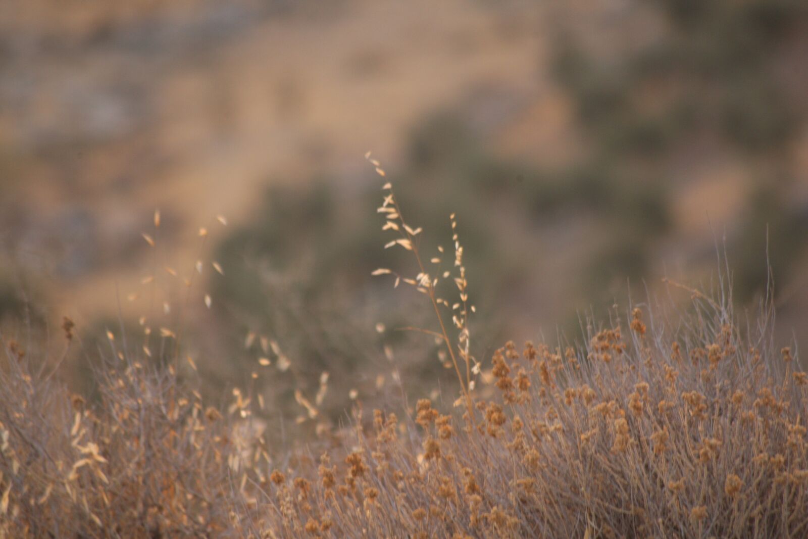 Canon EOS-1D Mark III sample photo. Nature, plants, summer photography