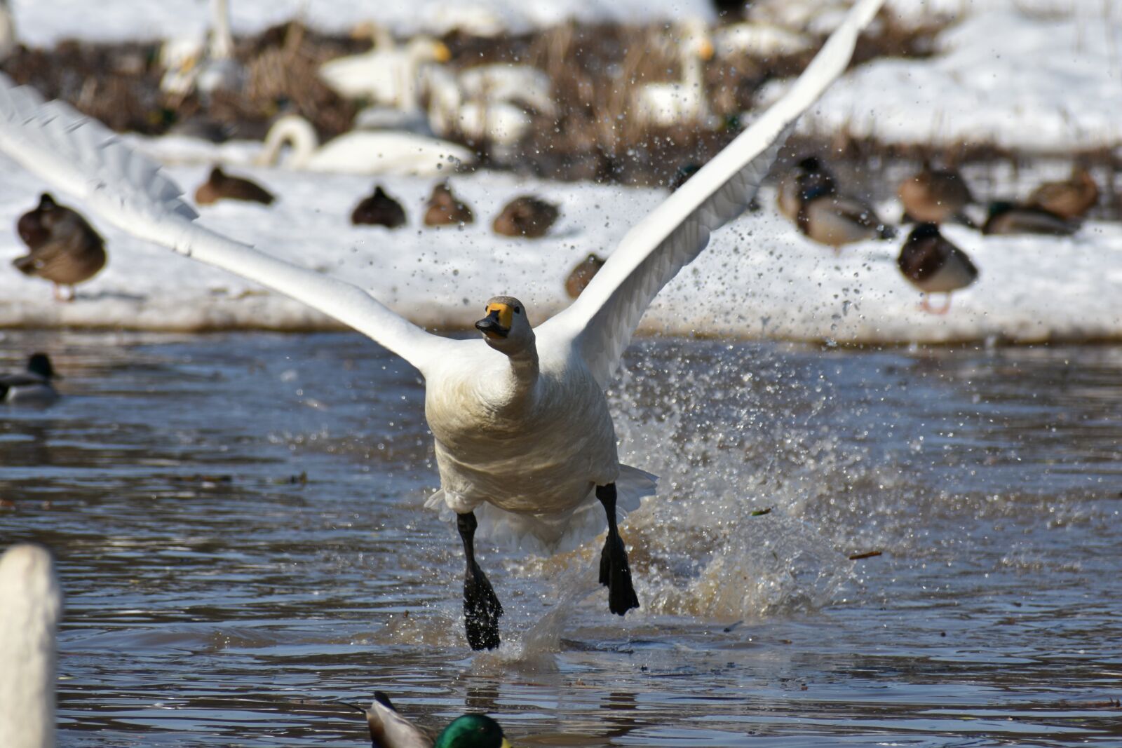 Nikon D7200 sample photo. Animal, lake, waterside photography