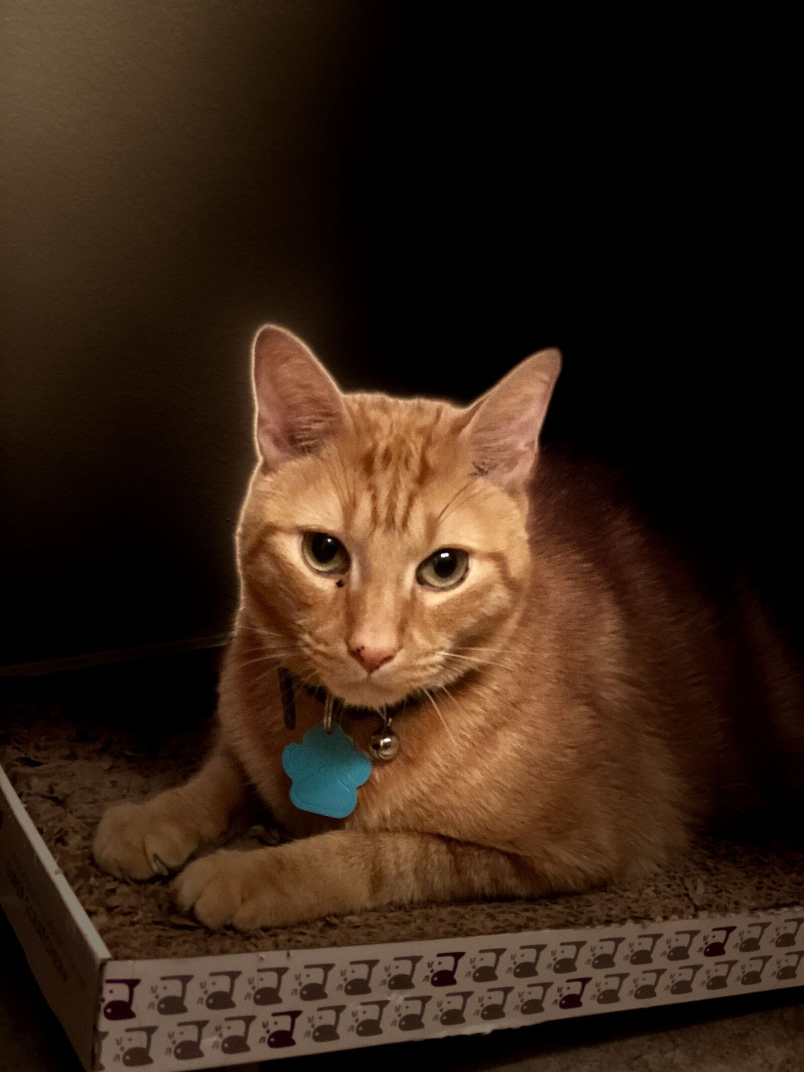 iPhone 8 Plus back dual camera 6.6mm f/2.8 sample photo. Stan, tan cat, kitty photography