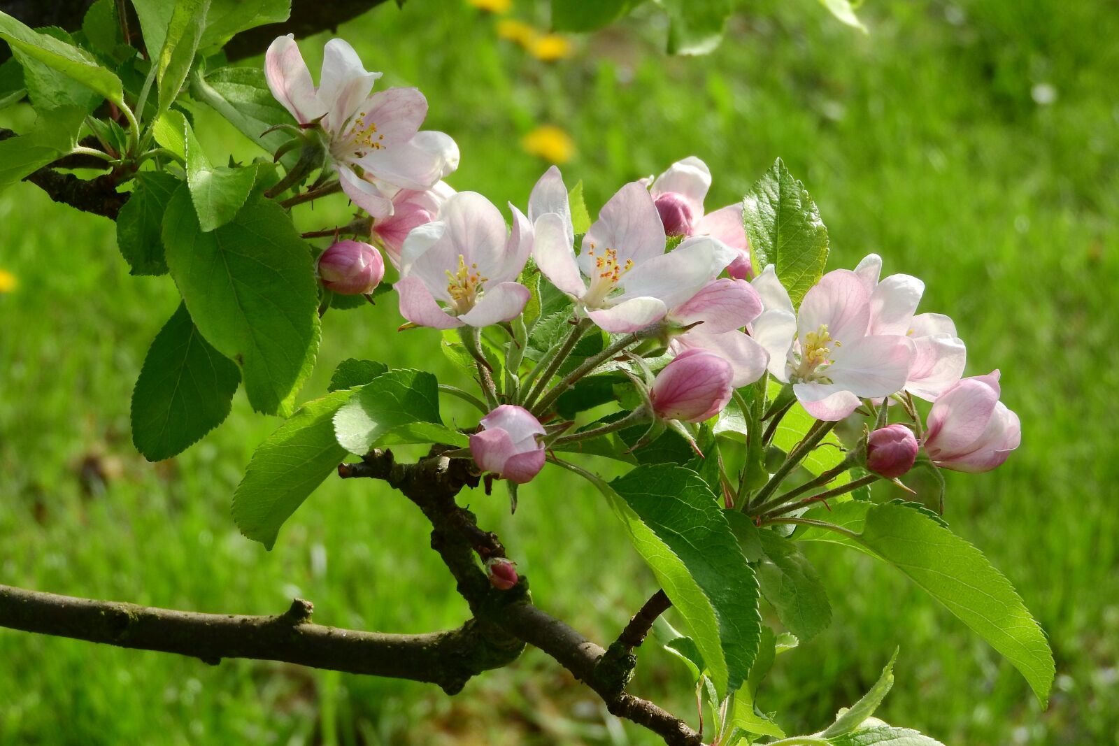 Nikon Coolpix P610 sample photo. Apple-blossom, apple tree, blooming photography