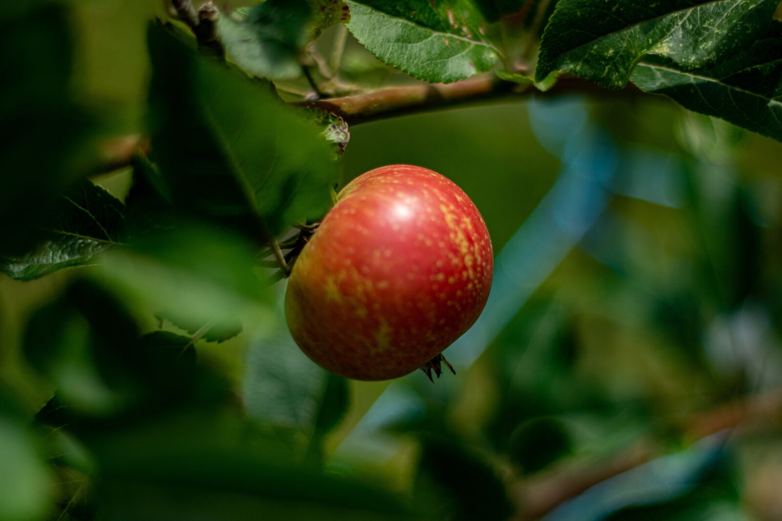 YN50mm f/1.8 II sample photo. Apple, branch, fruit photography