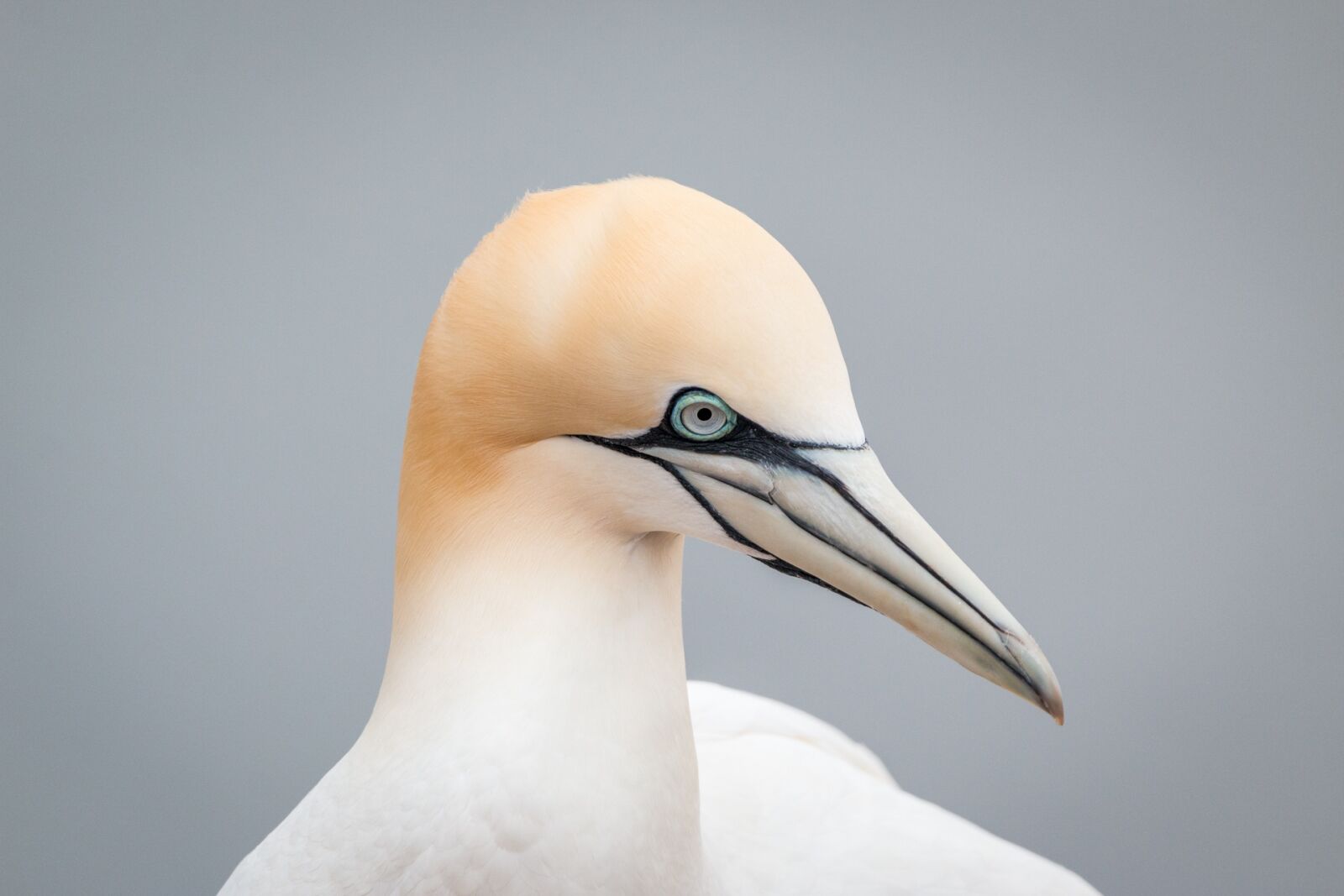 Canon EOS 70D + 150-600mm F5-6.3 DG OS HSM | Contemporary 015 sample photo. Northern gannet, boobies, morus photography