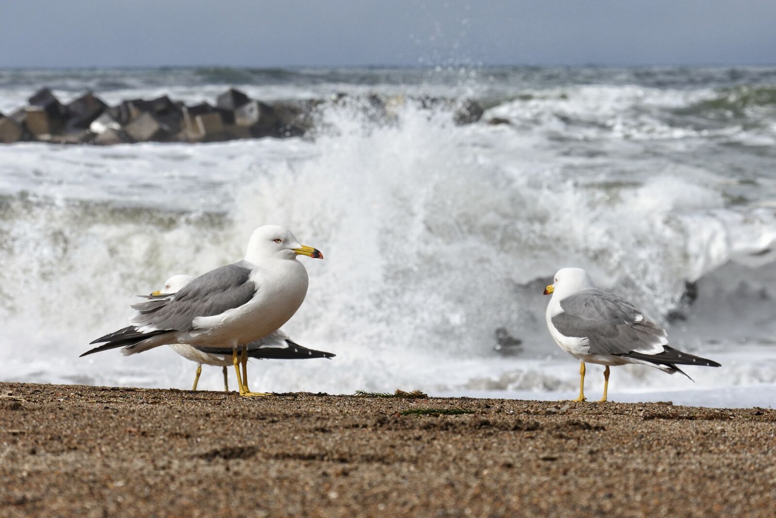 Nikon 1 Nikkor VR 30-110mm F3.8-5.6 sample photo. Animal, sea, beach photography