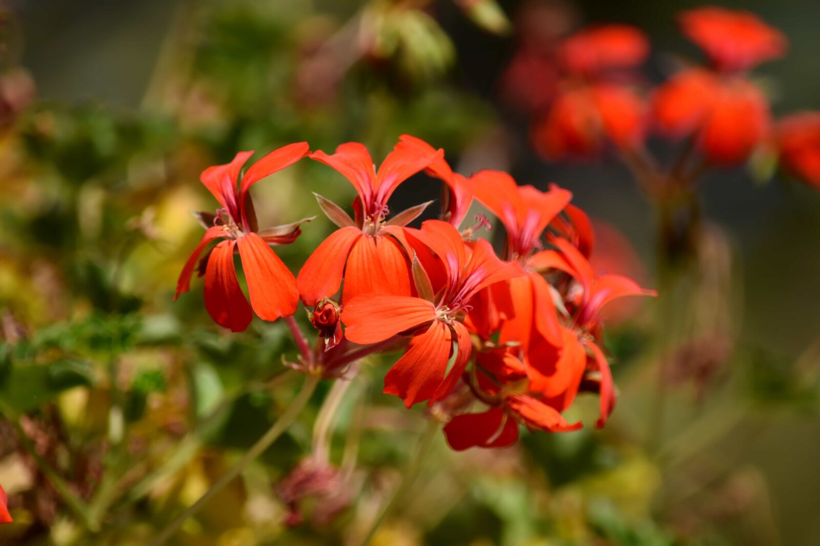 Nikon D5500 sample photo. Flowers, geranium, petals, red photography