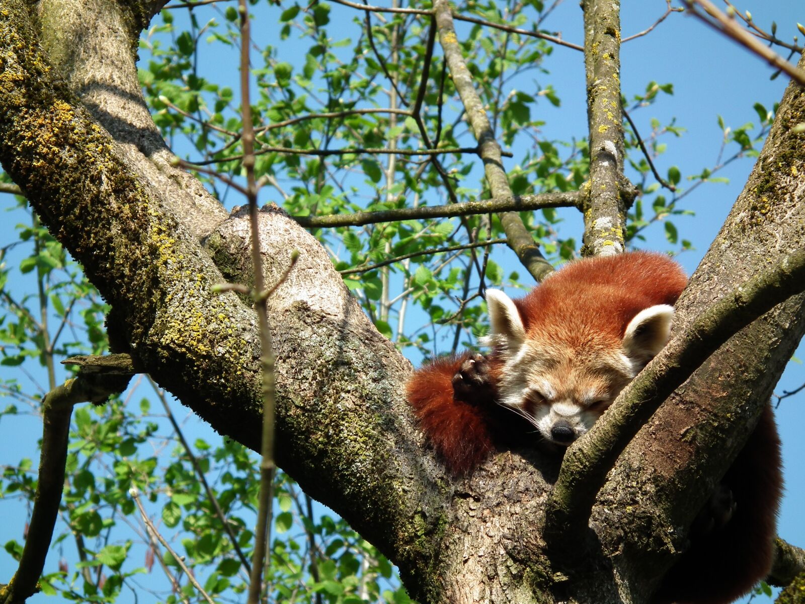 FujiFilm FinePix HS10 (FinePix HS11) sample photo. Animal, nature, squirrel photography