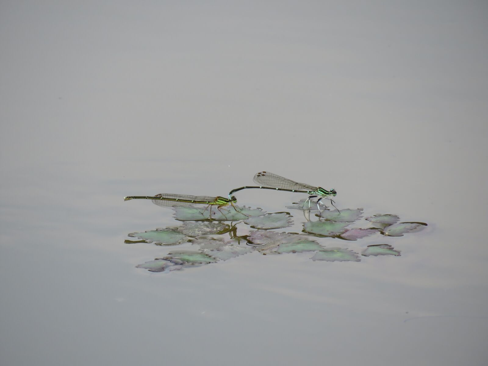 Canon PowerShot SX60 HS sample photo. Insect, dragonfly, damselflies photography