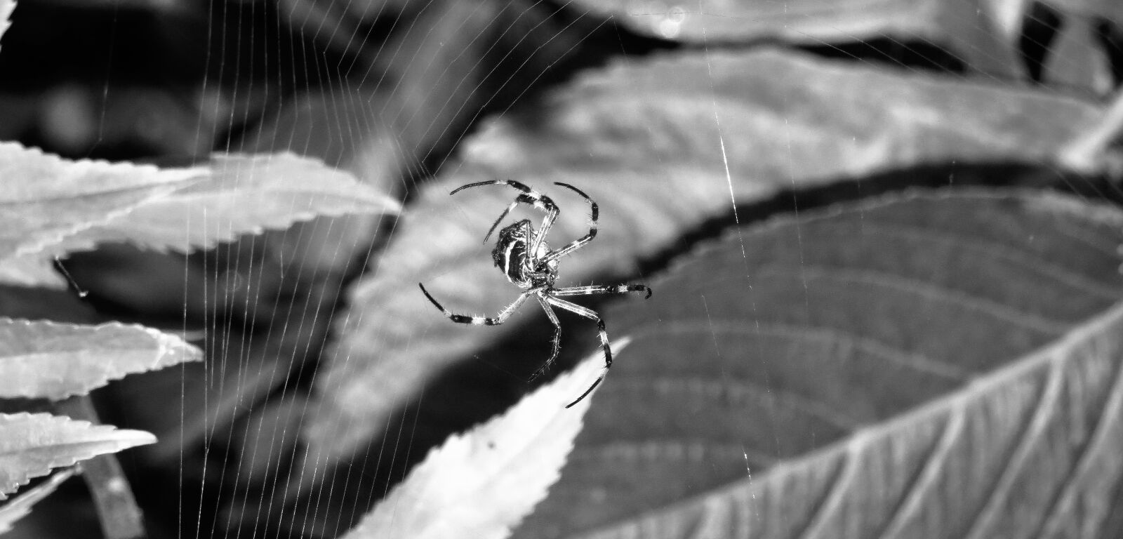 Canon PowerShot SX50 HS sample photo. Macro, black and white photography