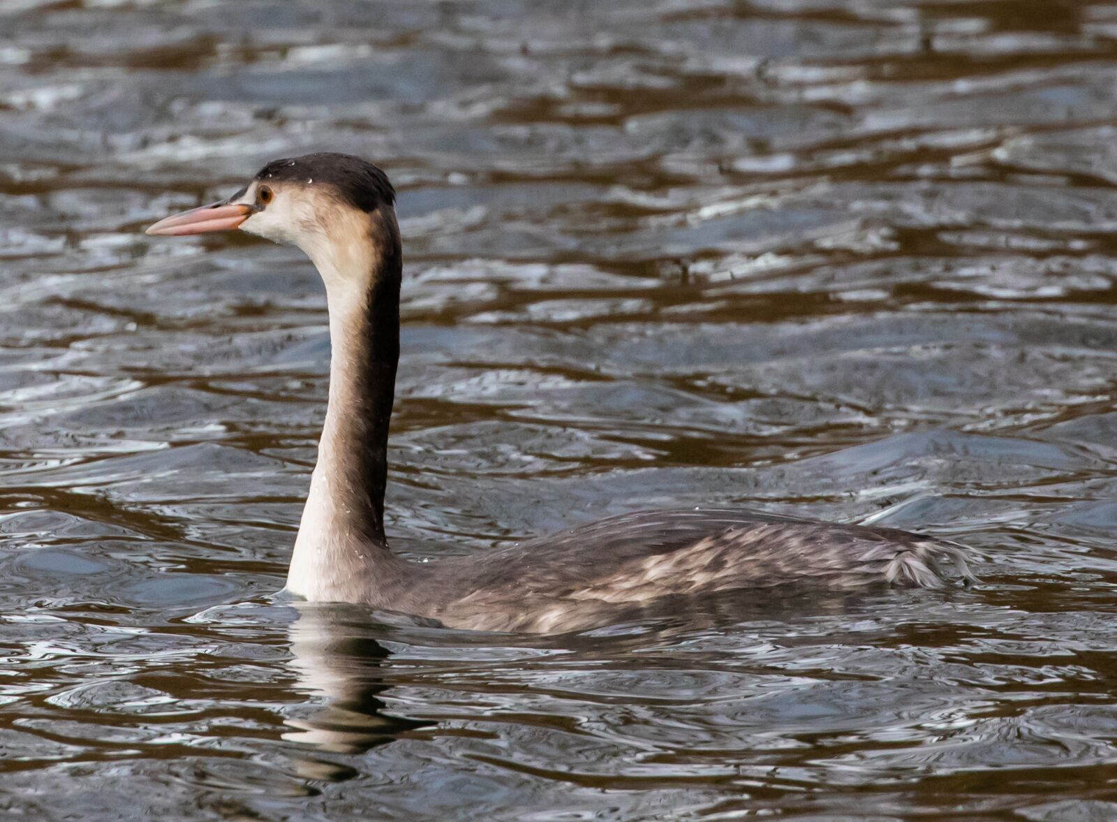Canon EOS 7D Mark II sample photo. Great crested grebe, winter photography