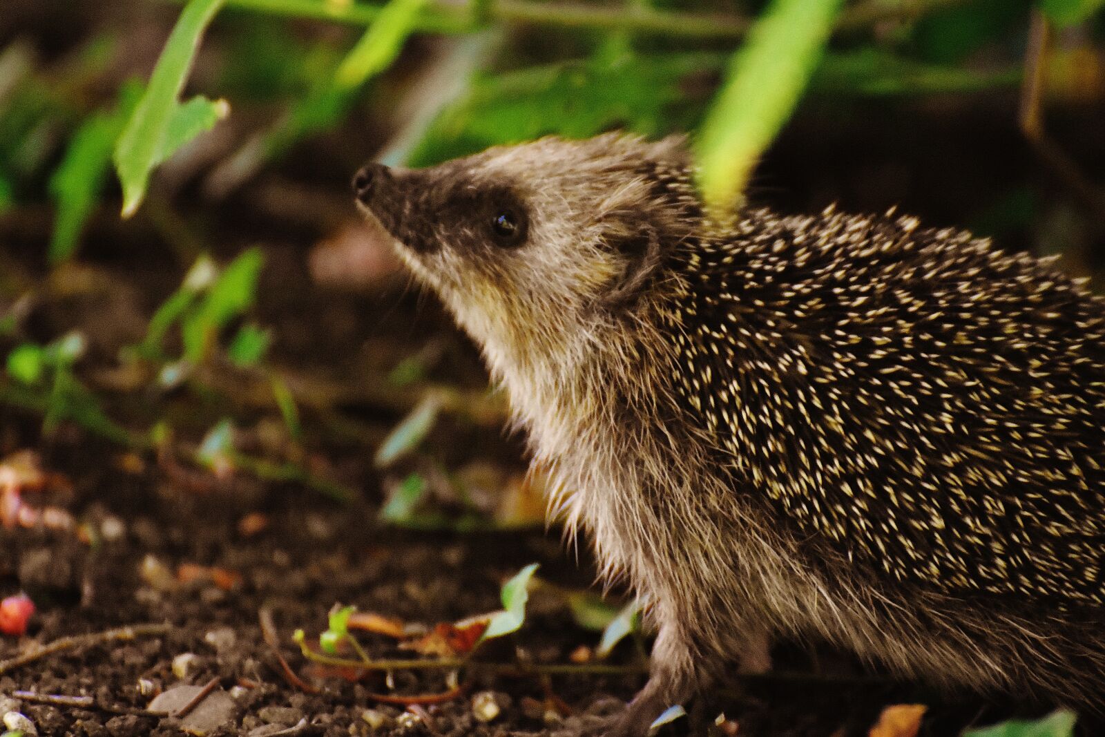 Nikon D7200 sample photo. Hedgehog child, young hedgehog photography