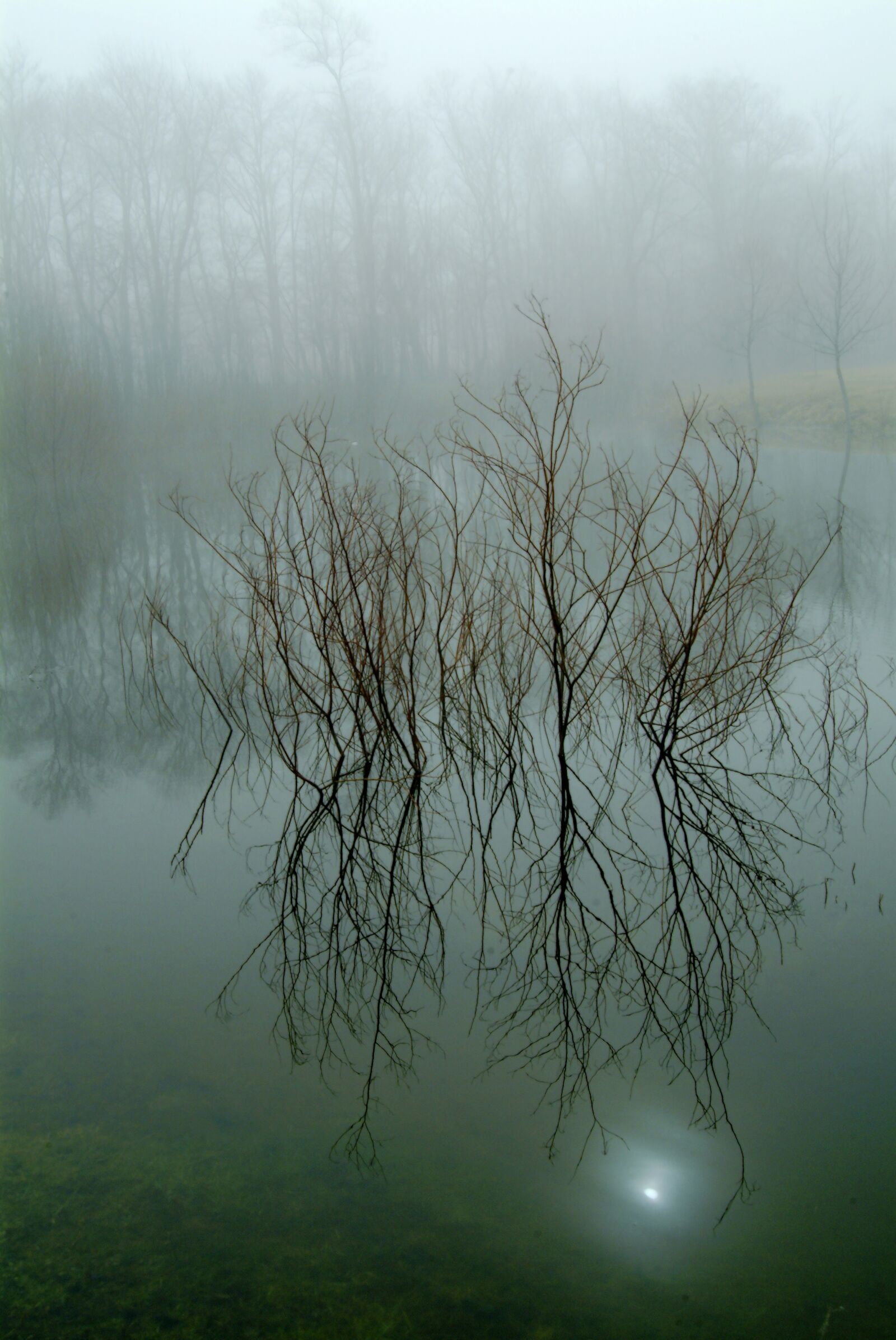 Fujifilm FinePix S2 Pro sample photo. Nature, reflection, tree photography