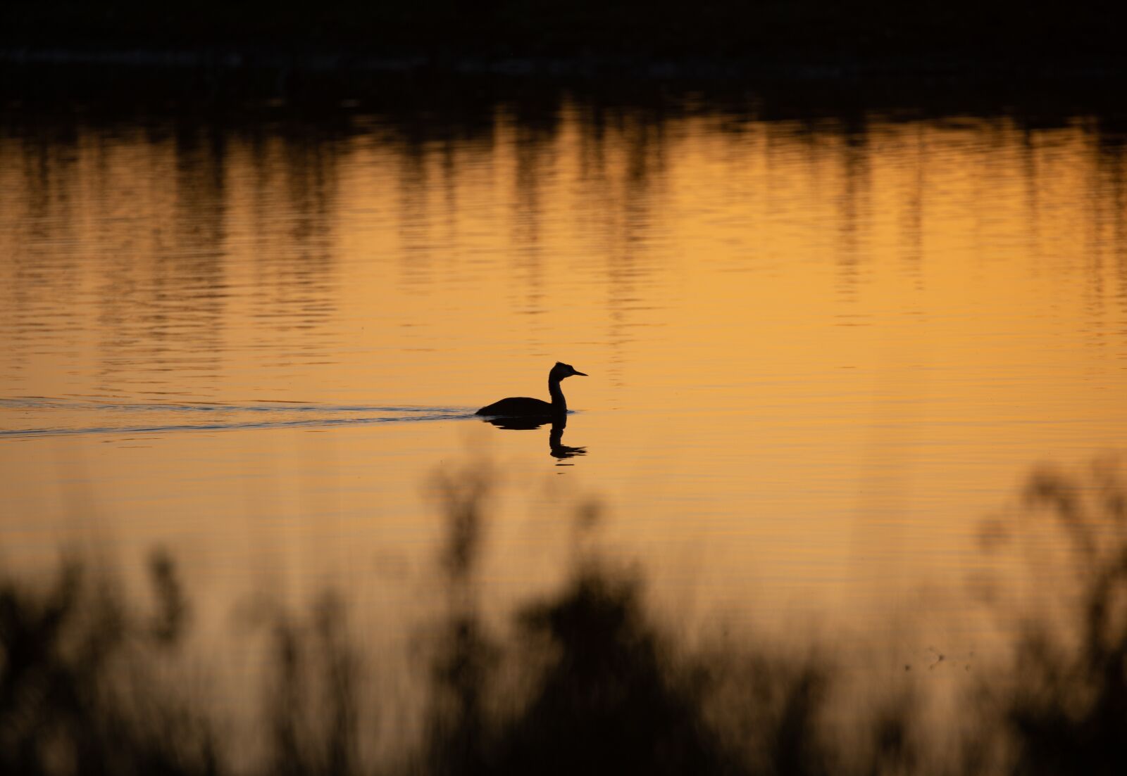 Canon EOS 5D Mark III sample photo. Sunset, bird, river photography