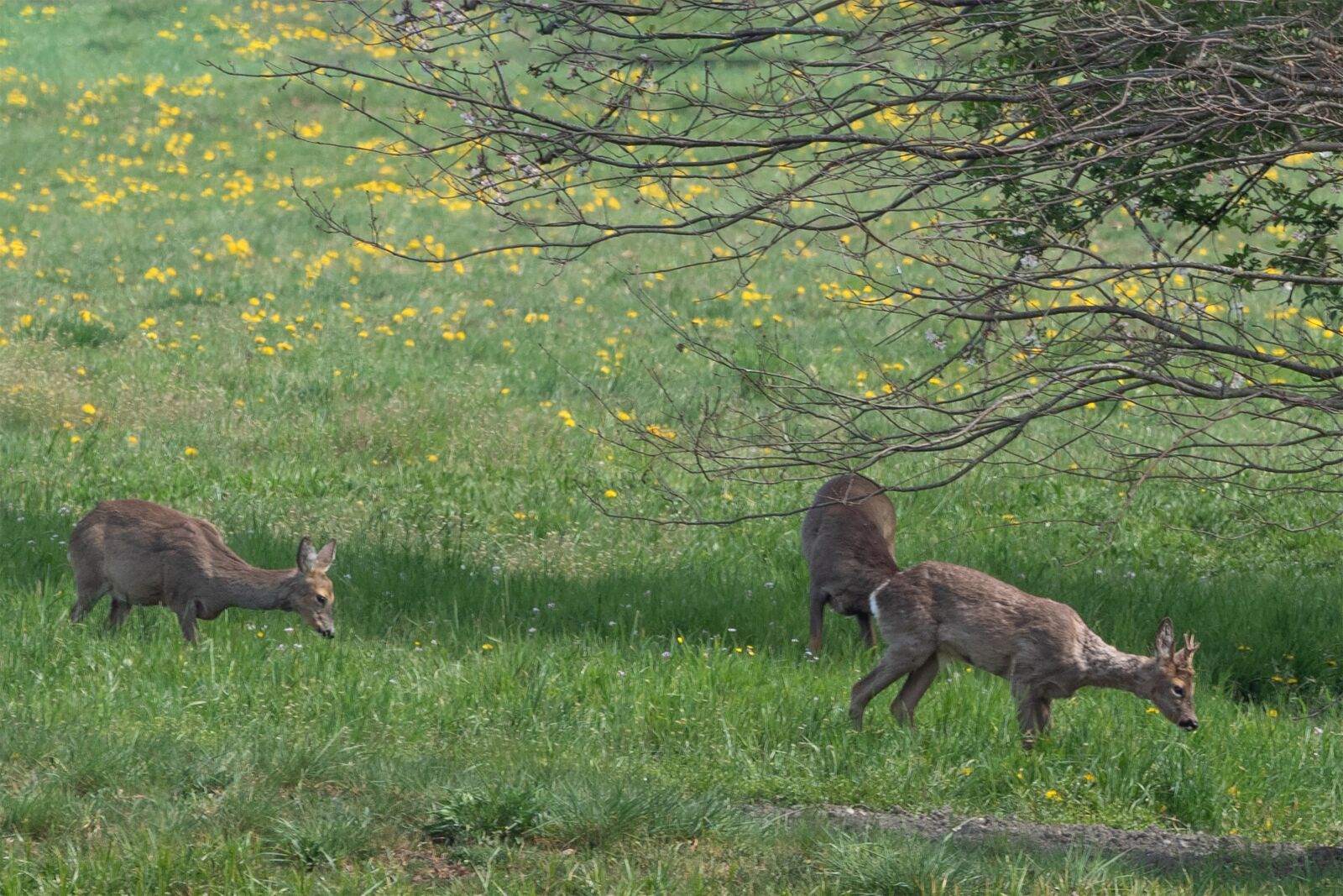 Olympus OM-D E-M5 II + OLYMPUS M.300mm F4.0 sample photo. Nature, animals, riet photography