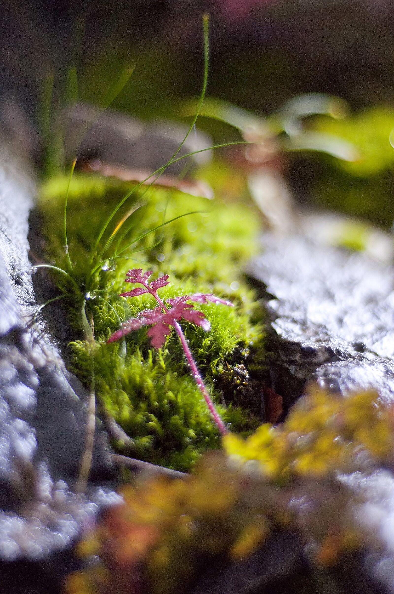 Nikon D90 sample photo. Nature, moss, green photography