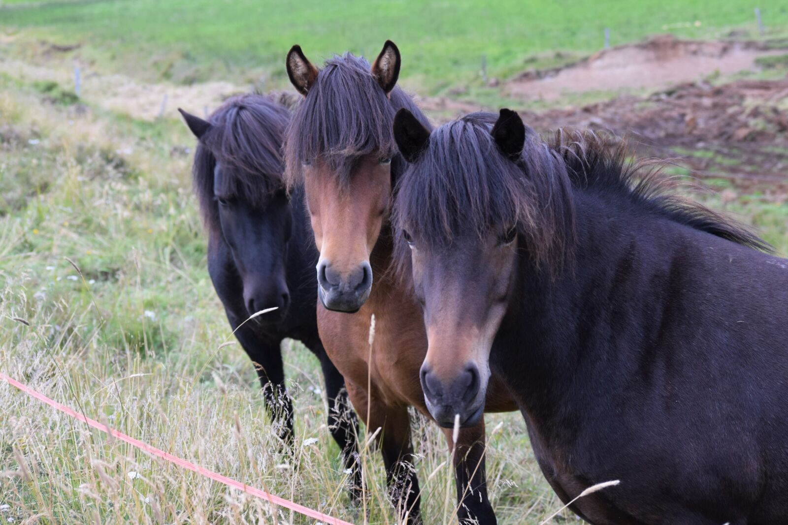 Nikon D3300 sample photo. Horses, brown, black photography