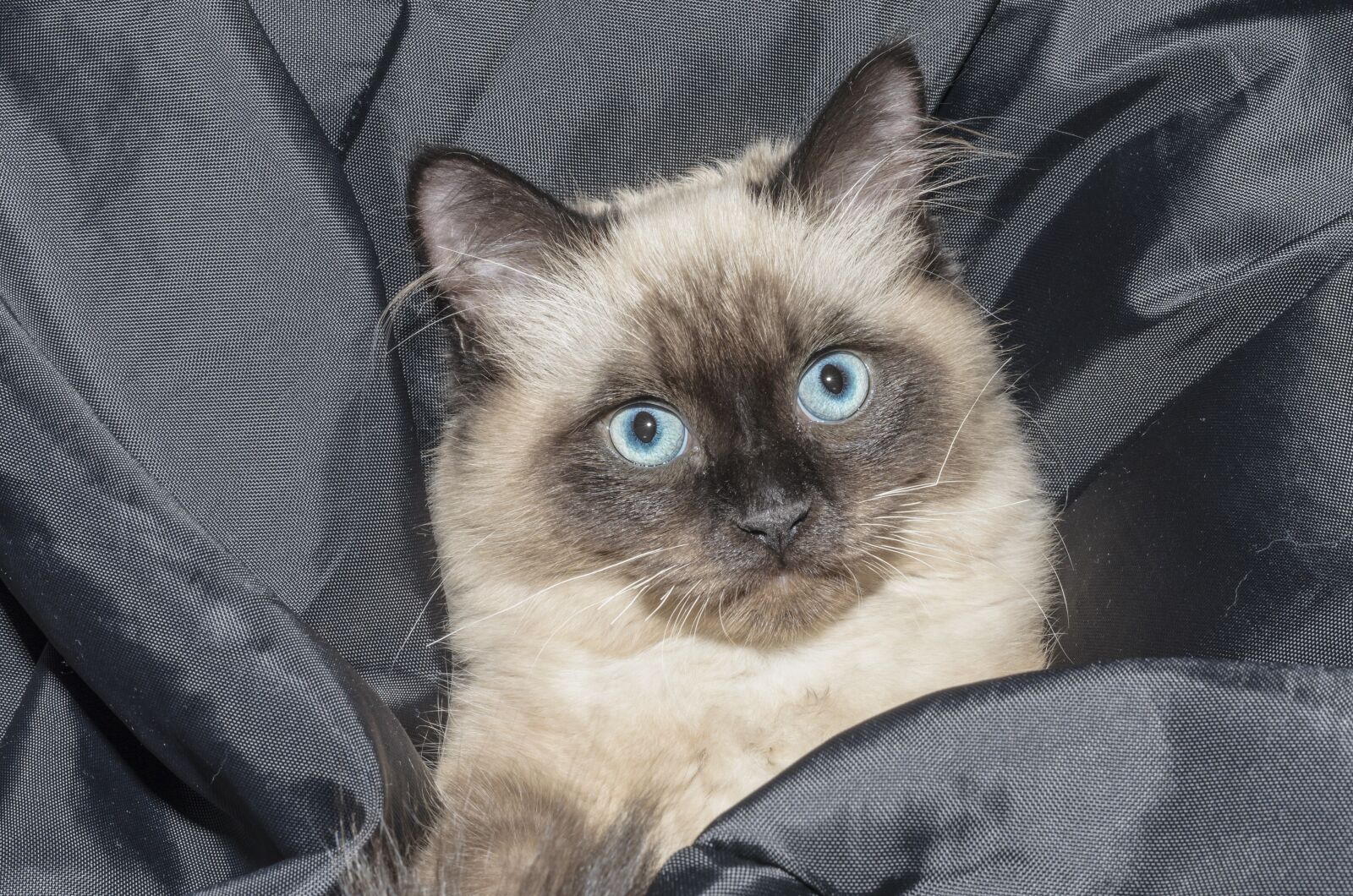 Nikon D5100 sample photo. Cat, kitten, pets photography