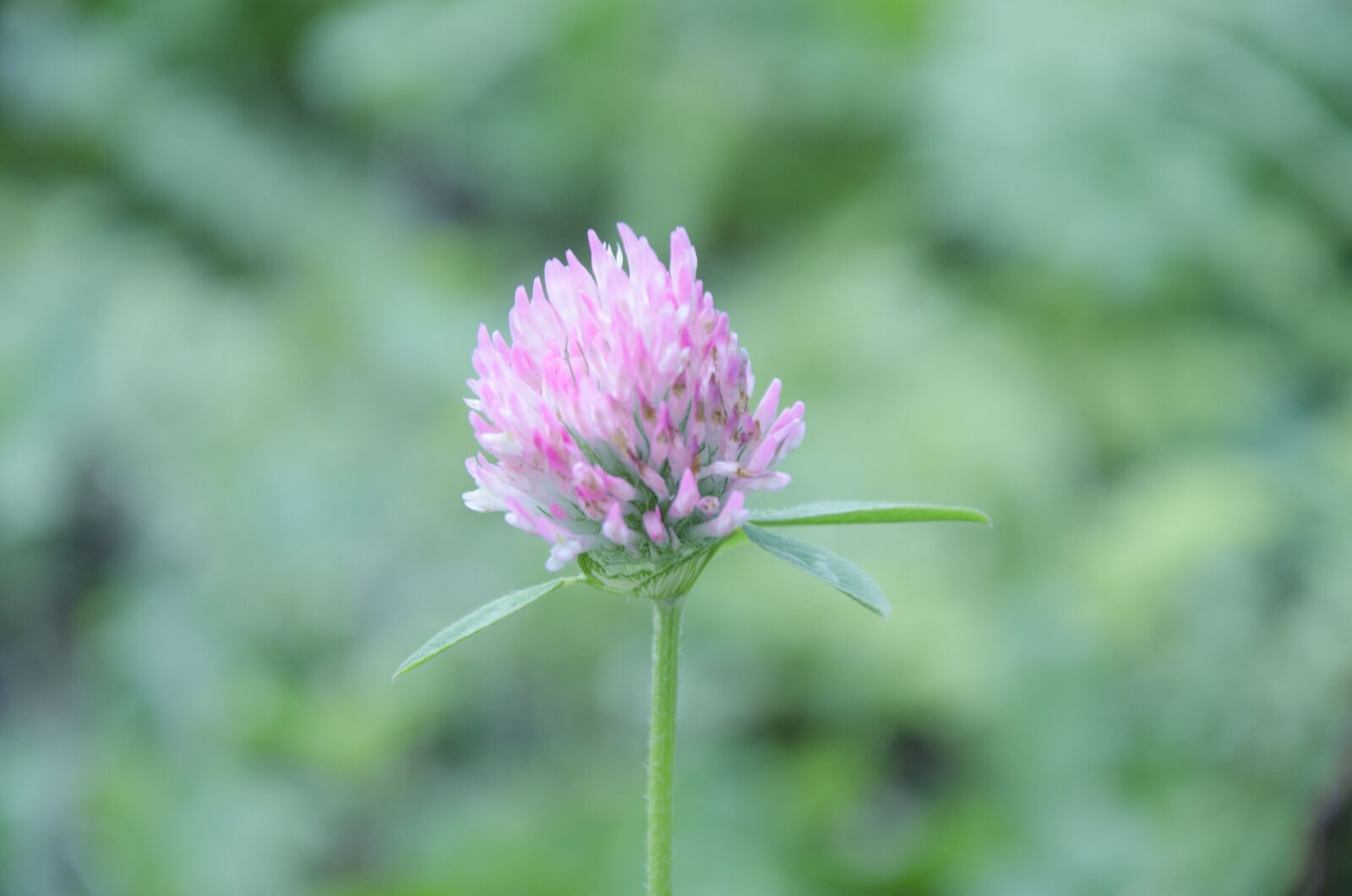 Nikon D7000 sample photo. Clover, summer, pastel photography