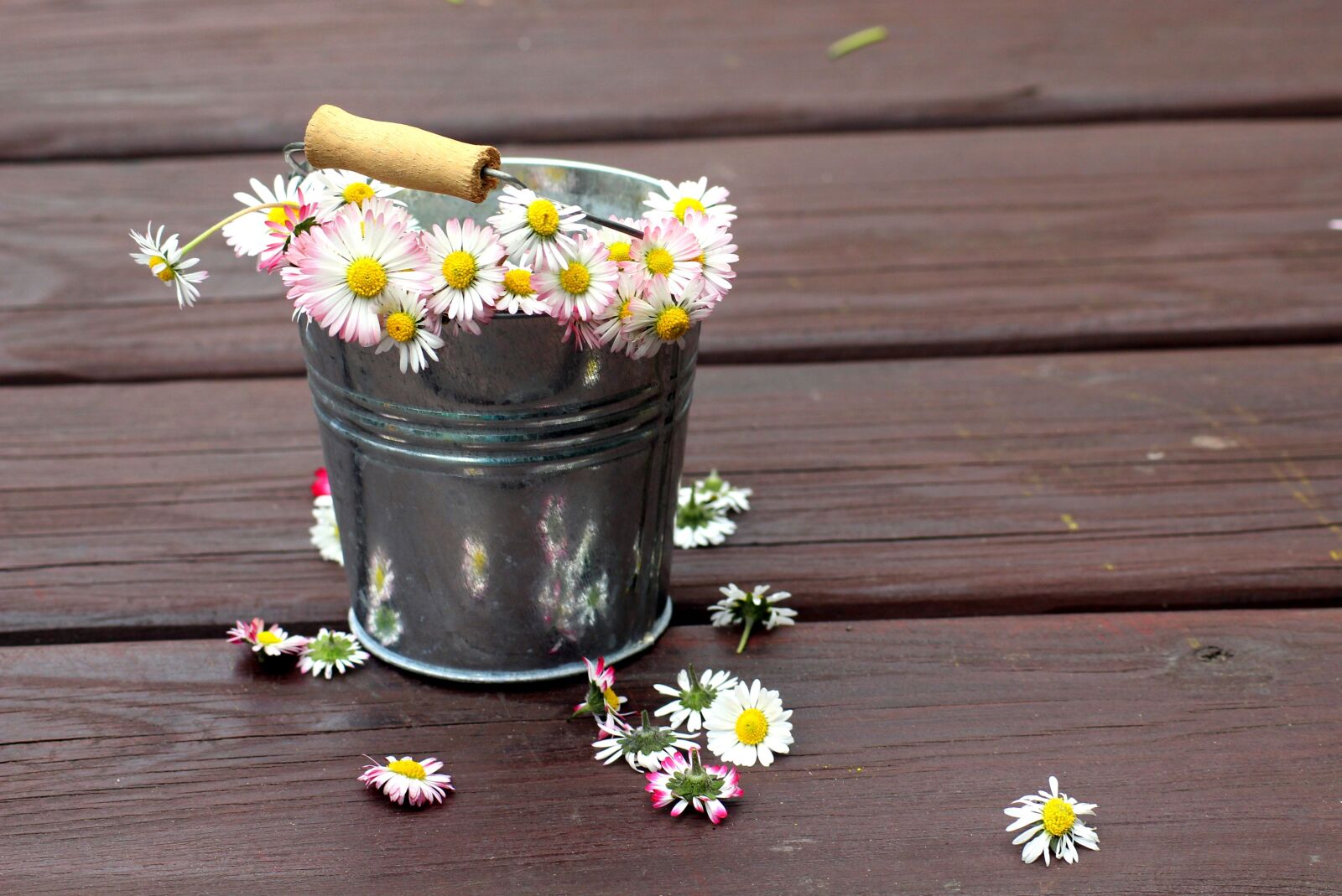 Canon EOS 1200D (EOS Rebel T5 / EOS Kiss X70 / EOS Hi) sample photo. Daisies, broken, pluck photography