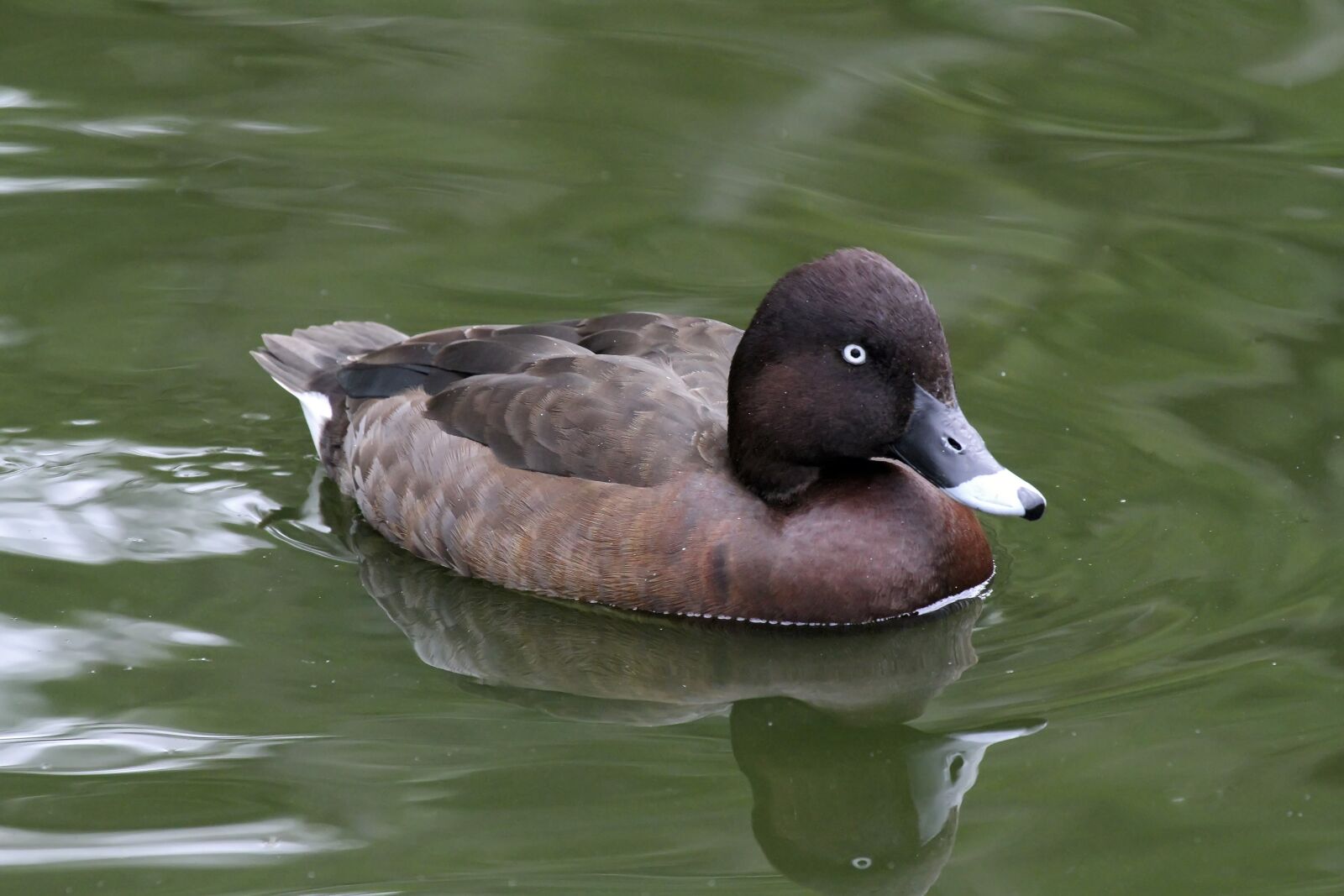 Canon EOS 7D sample photo. White-eyed, duck- duck, water photography